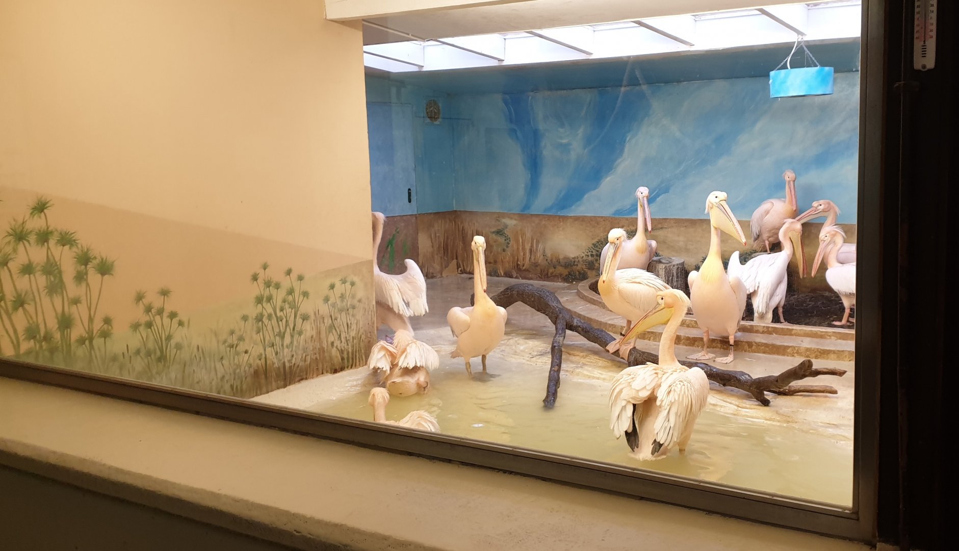 Indoor enclosure Pelicans