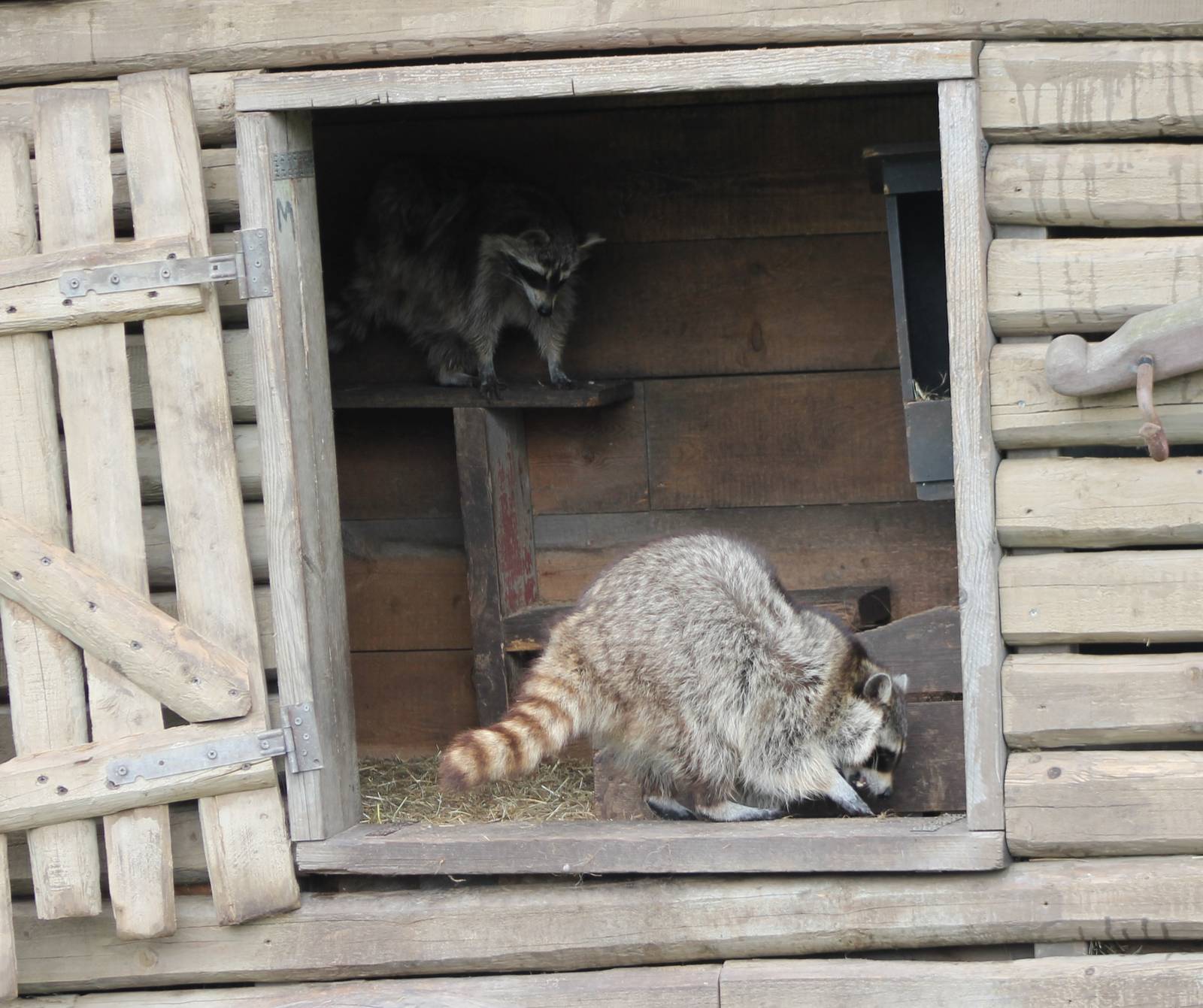 Indoor-enclosure Raccoons