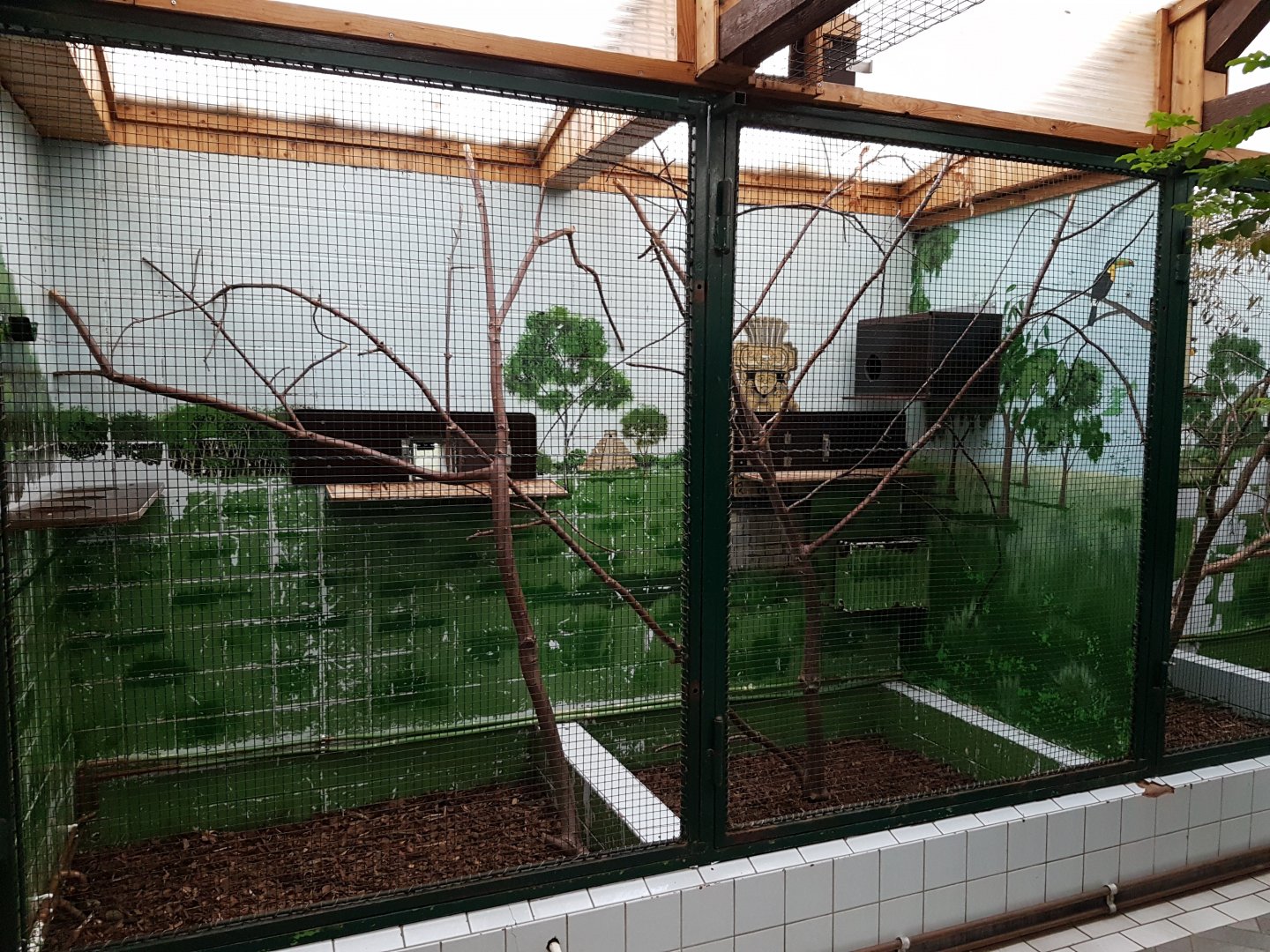 Indoor-enclosure Red-bellied tamarin