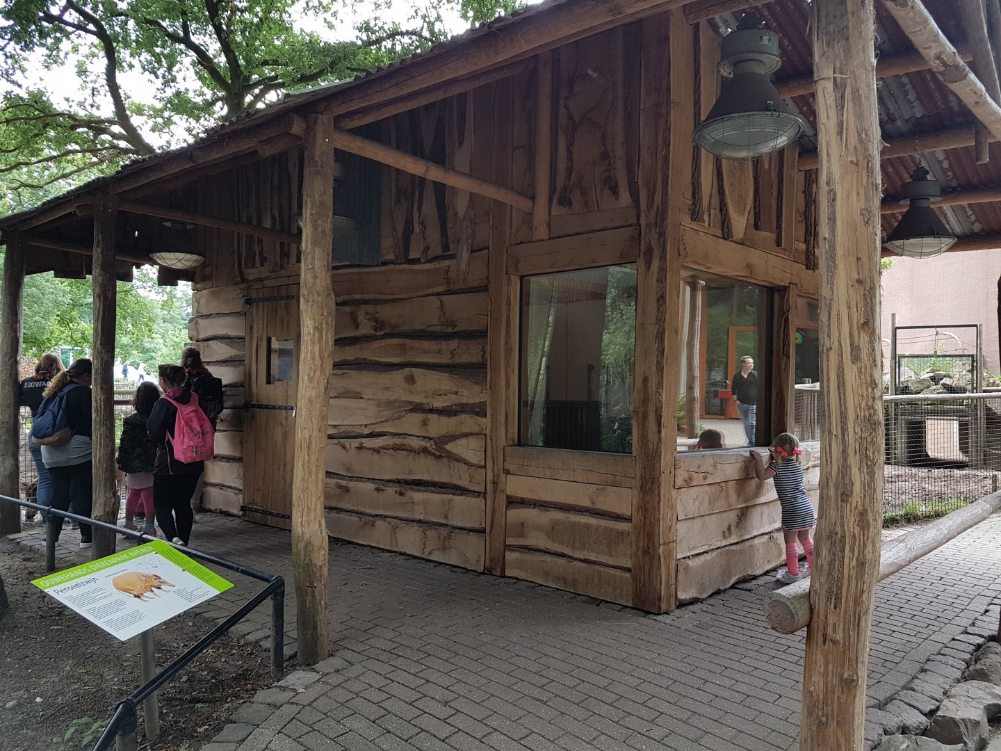 Indoor-enclosure Red river hog
