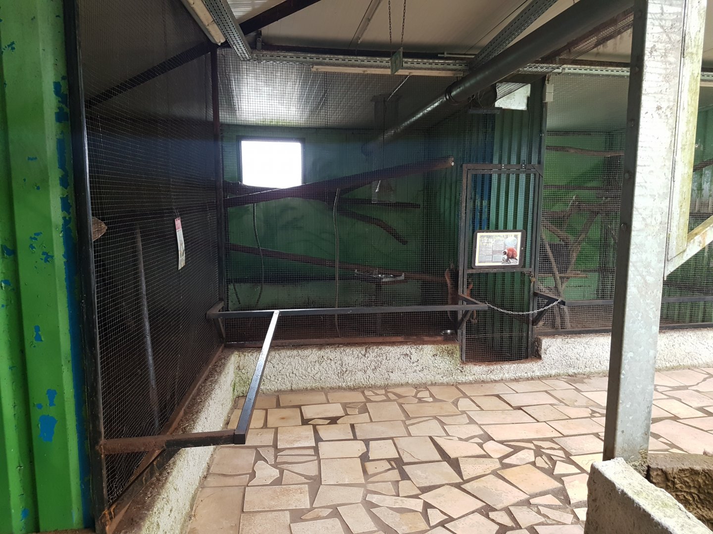 Indoor-enclosure Red ruffed lemur