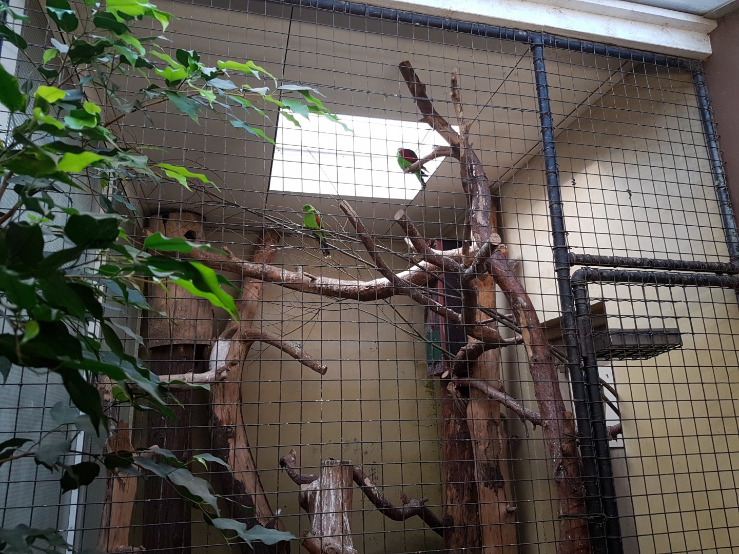 Indoor-enclosure Red-winged parrot