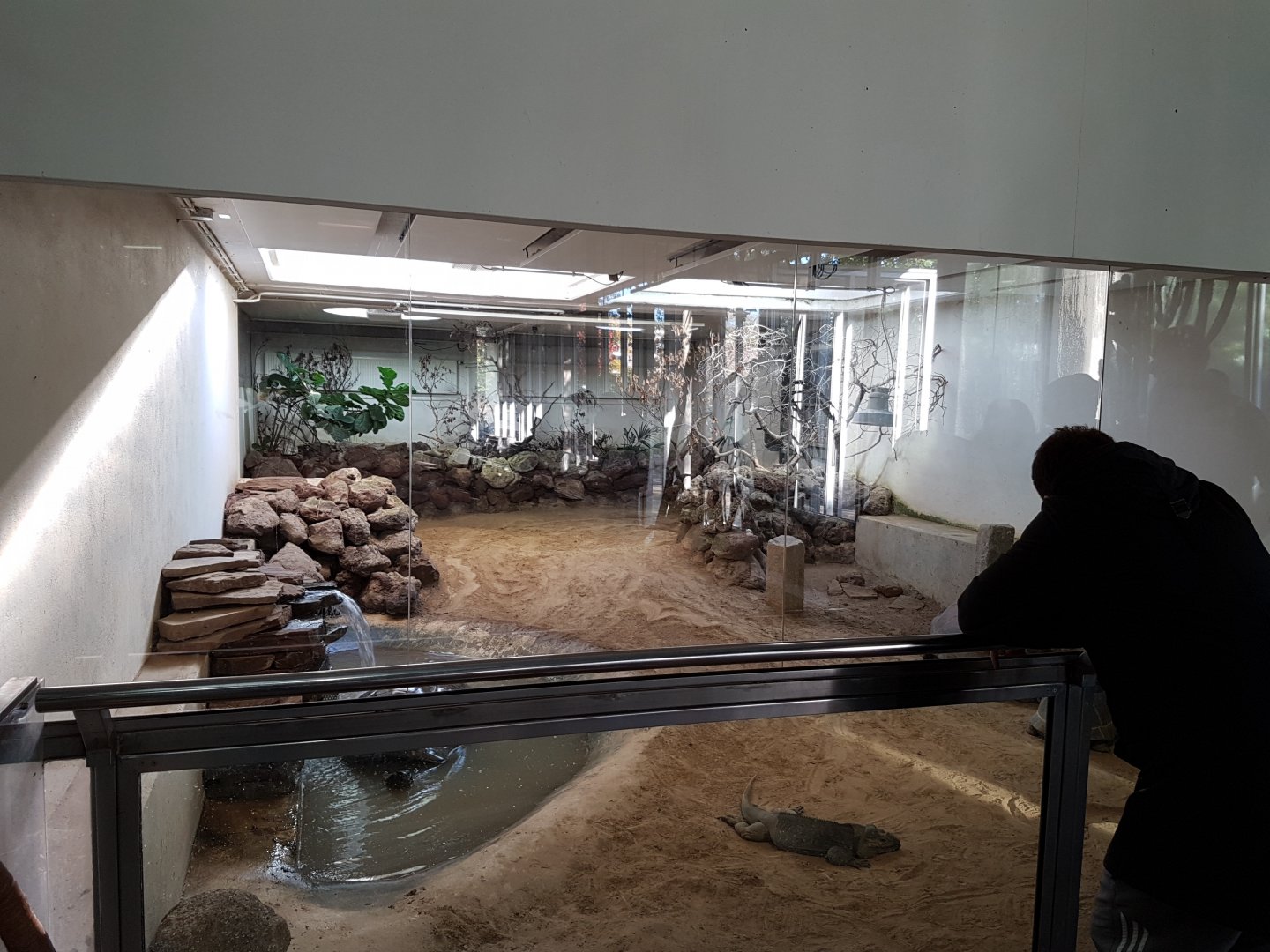 Indoor-enclosure Rhino iguana - Aldabra tortoise