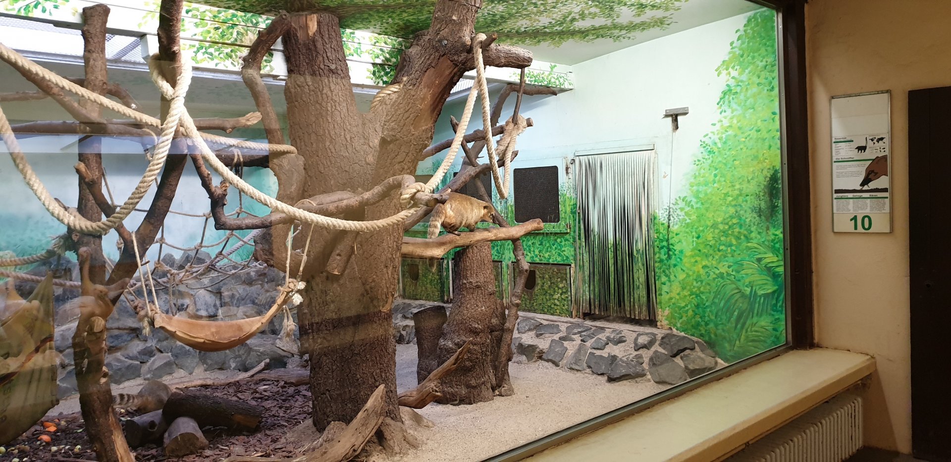 Indoor-enclosure Ring-tailed coati