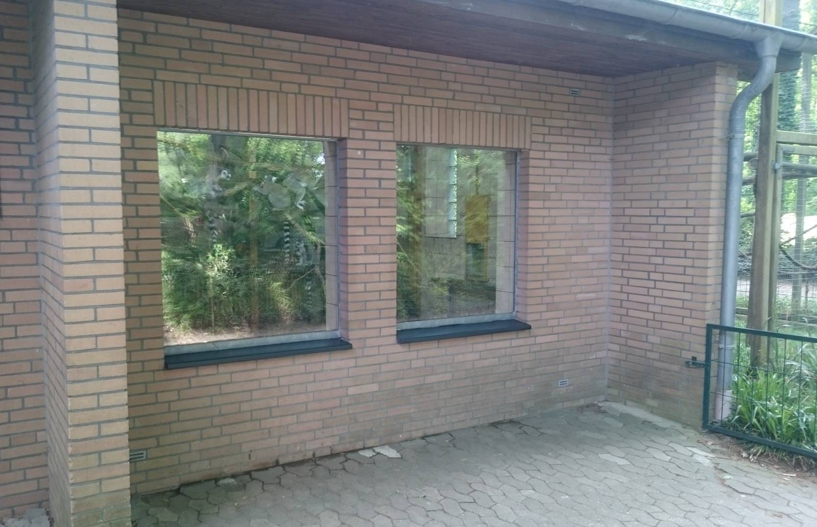 Indoor enclosure Ring-tailed lemur