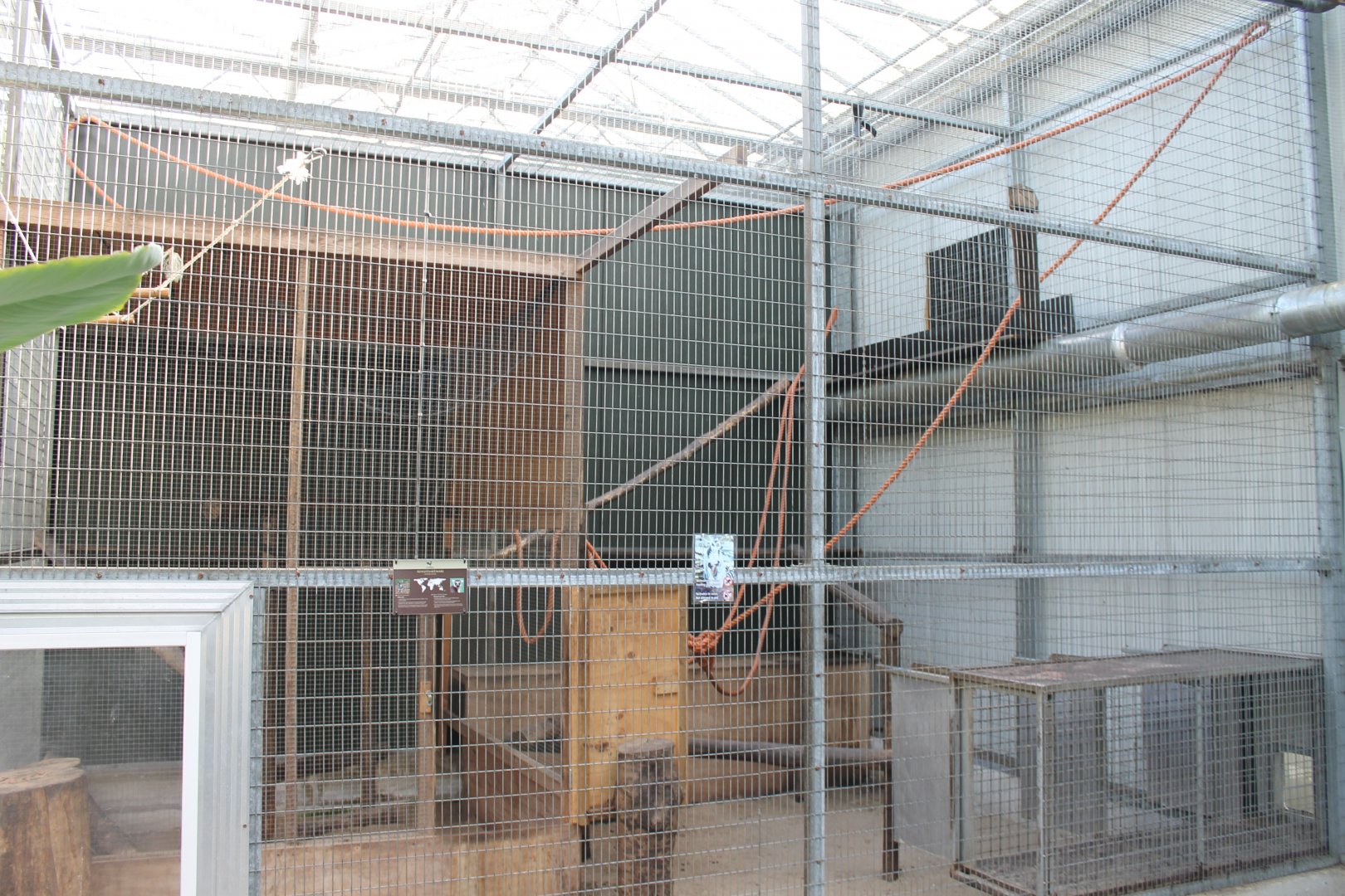 Indoor-enclosure Ring-tailed lemur