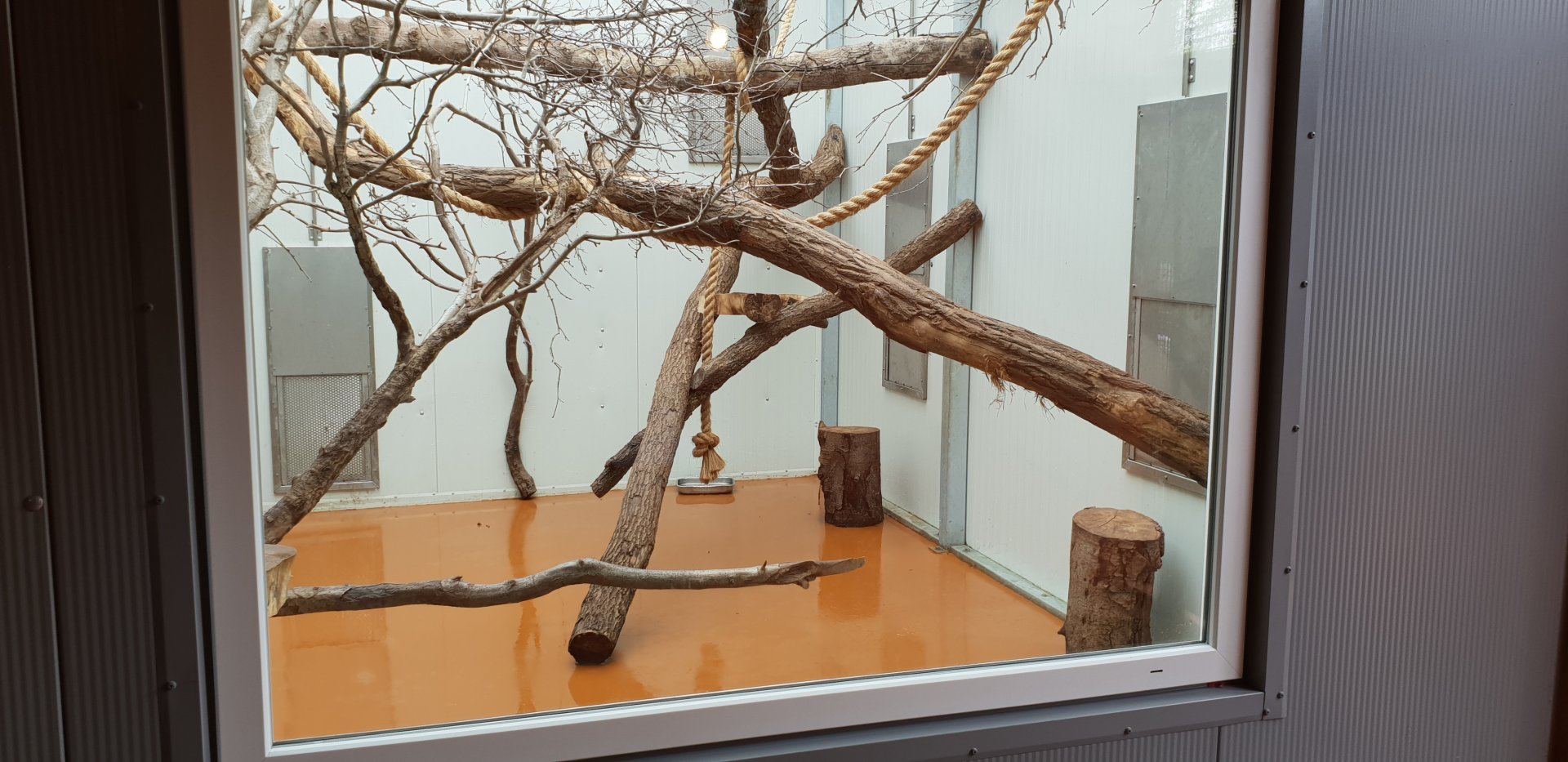 Indoor enclosure Ring-tailed lemur