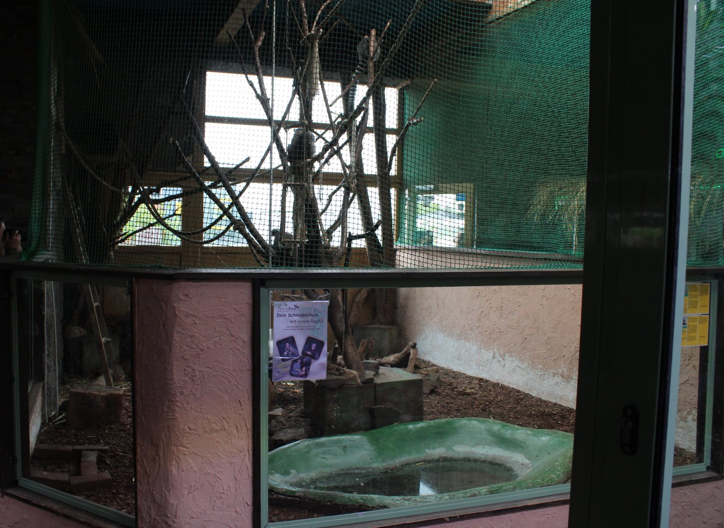 Indoor enclosure Ring-tailed lemur