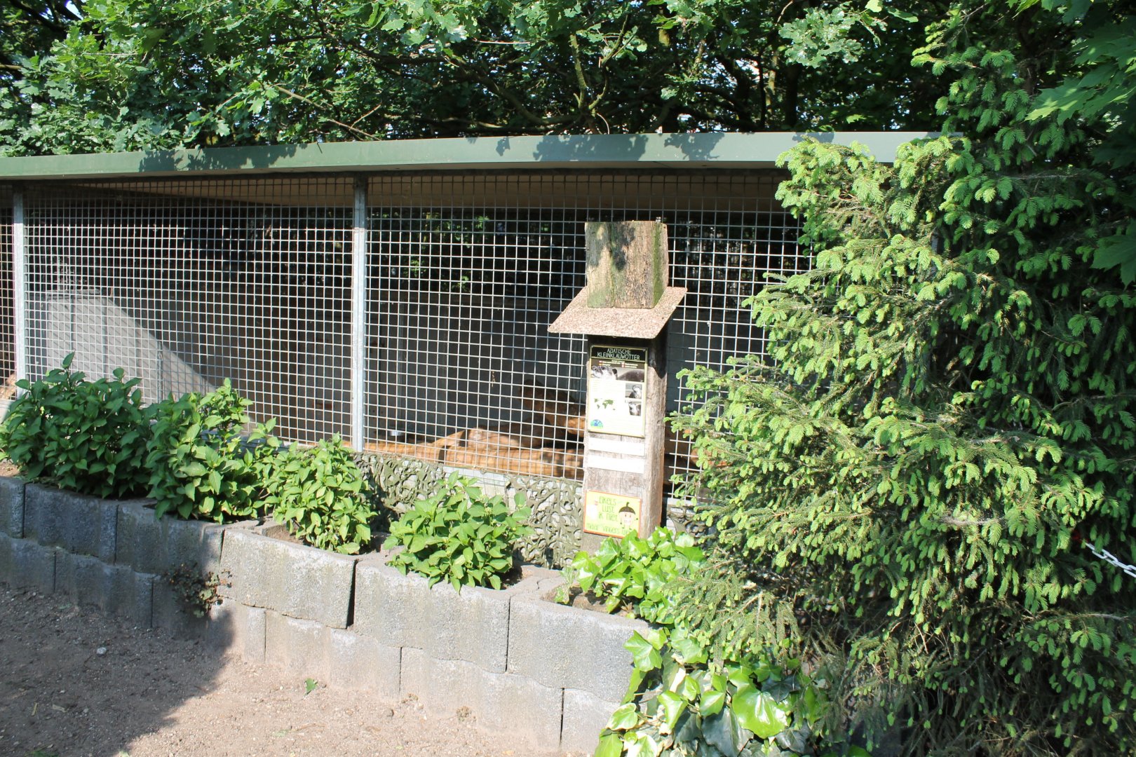 Indoor-enclosure Small-clawed otter