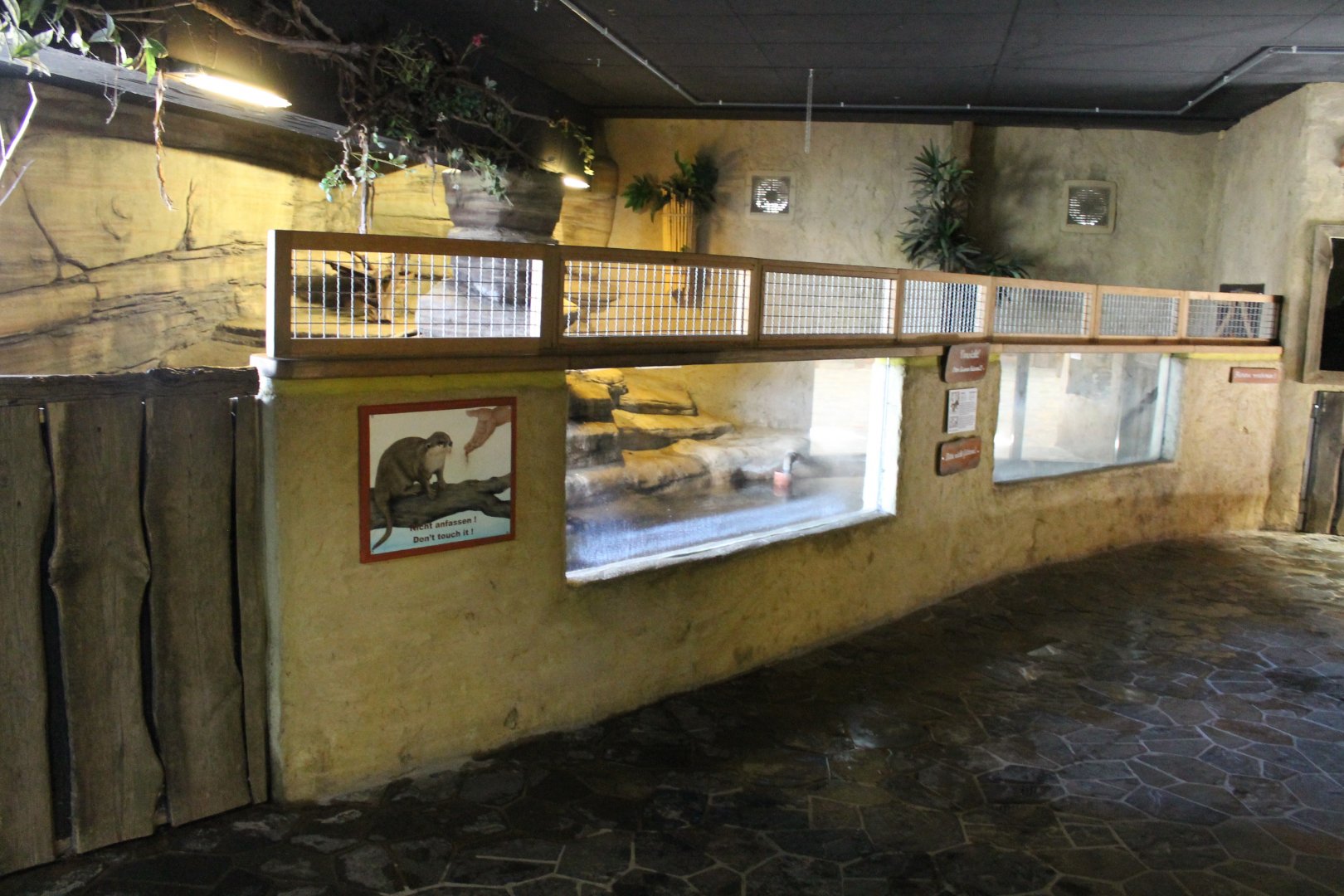 Indoor- enclosure Small-clawed otter