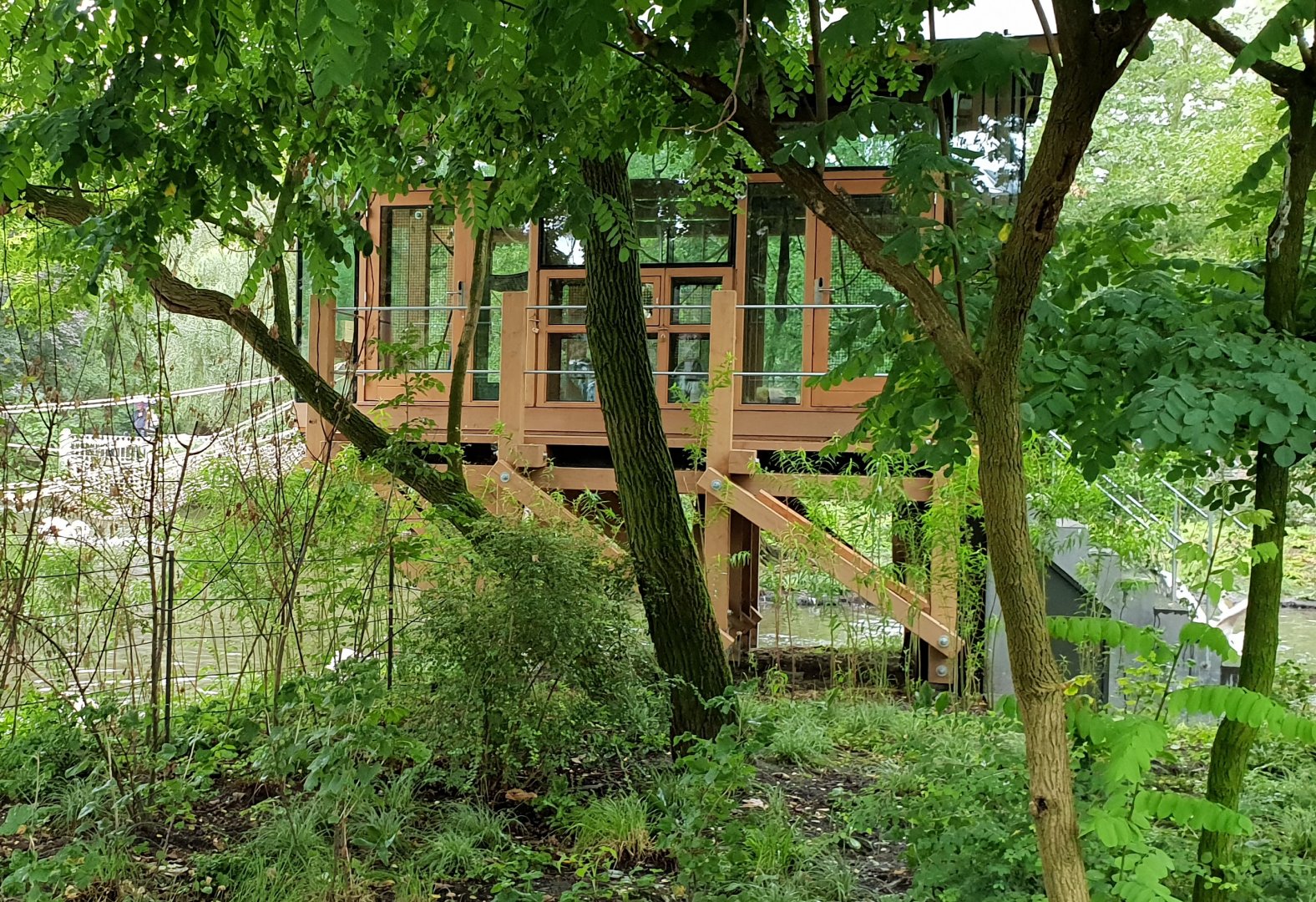 Indoor-enclosure Spider monkey