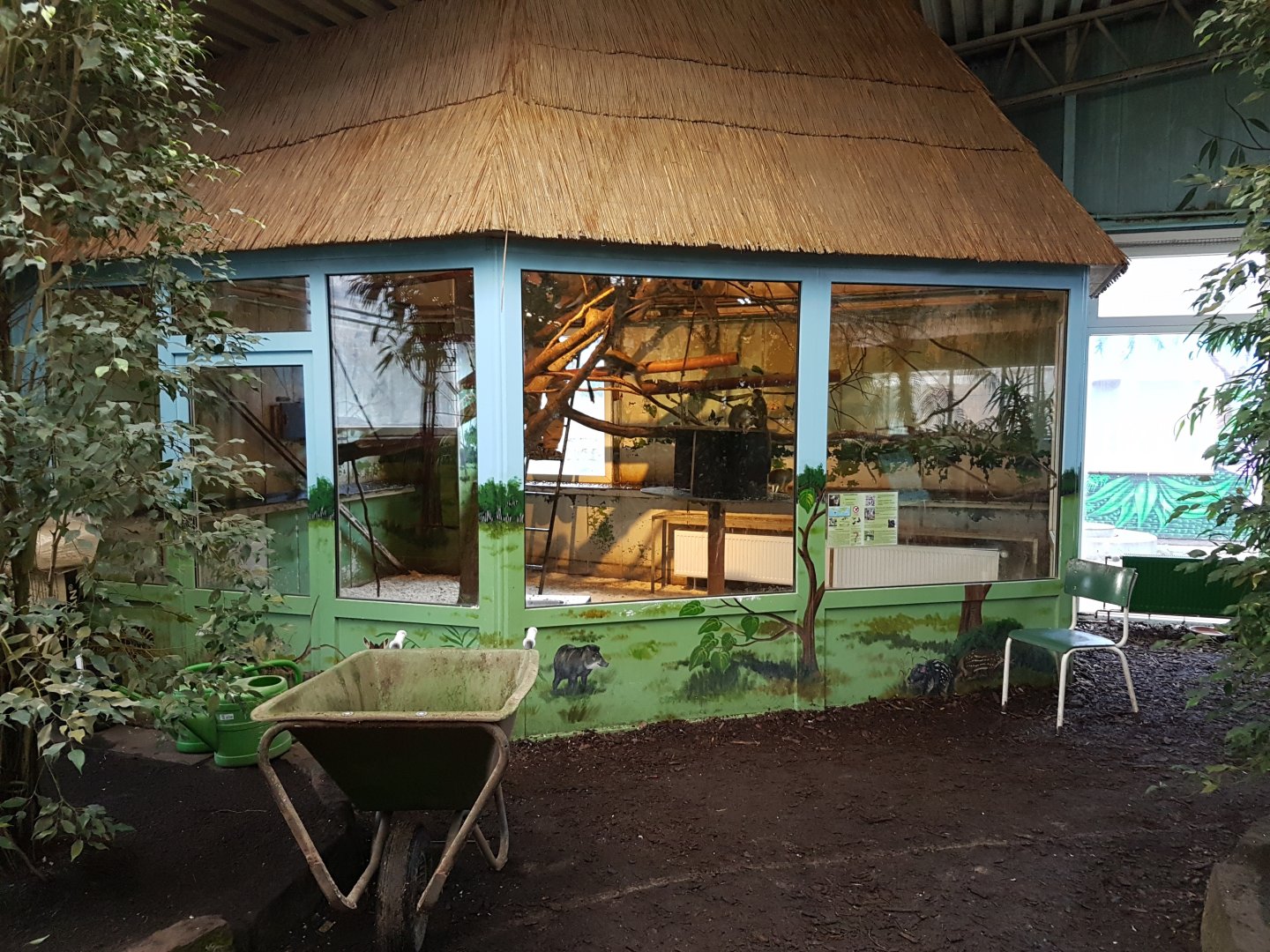 Indoor-enclosure Squirrel monkey