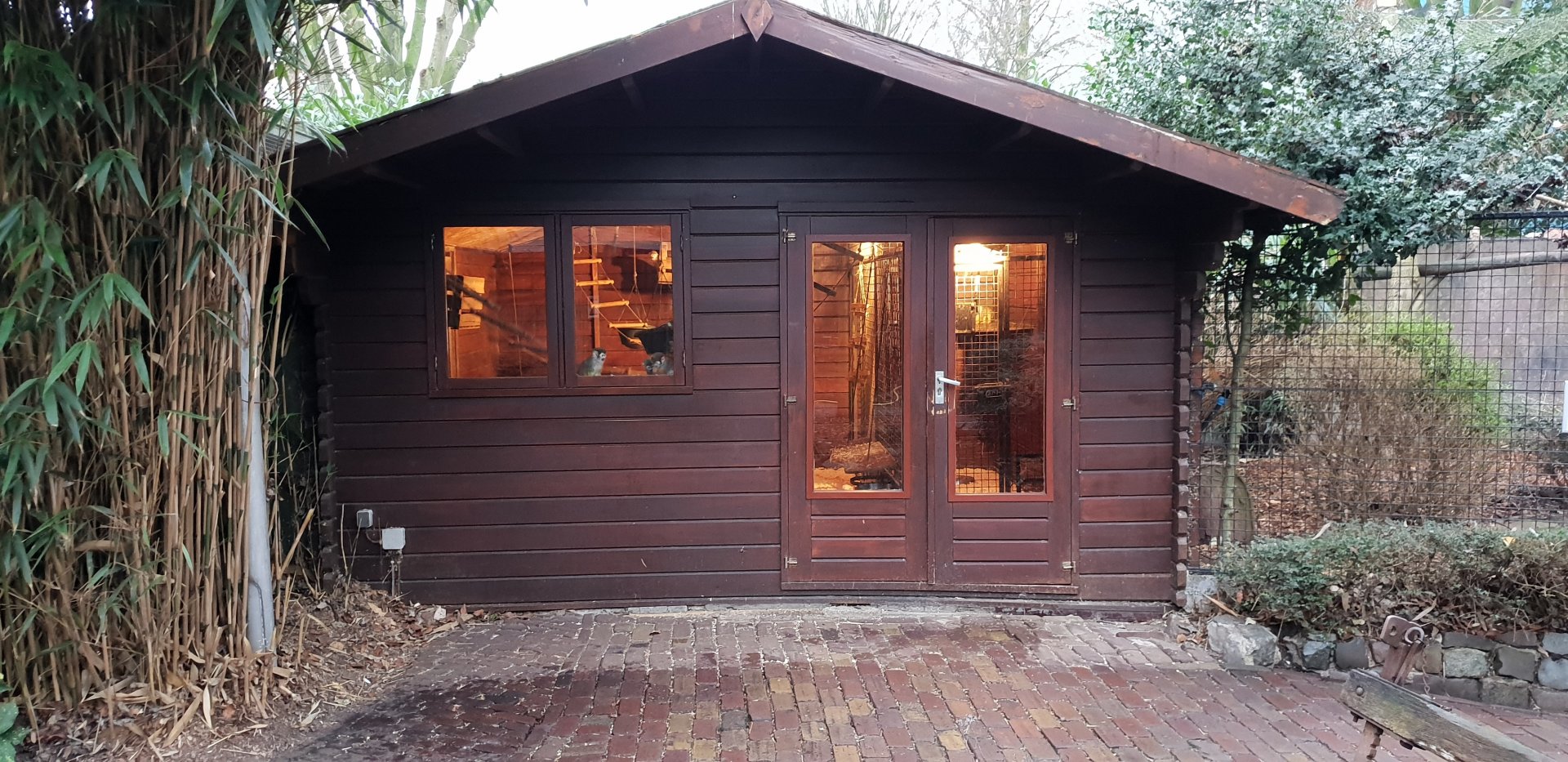 Indoor-enclosure Squirrel monkey