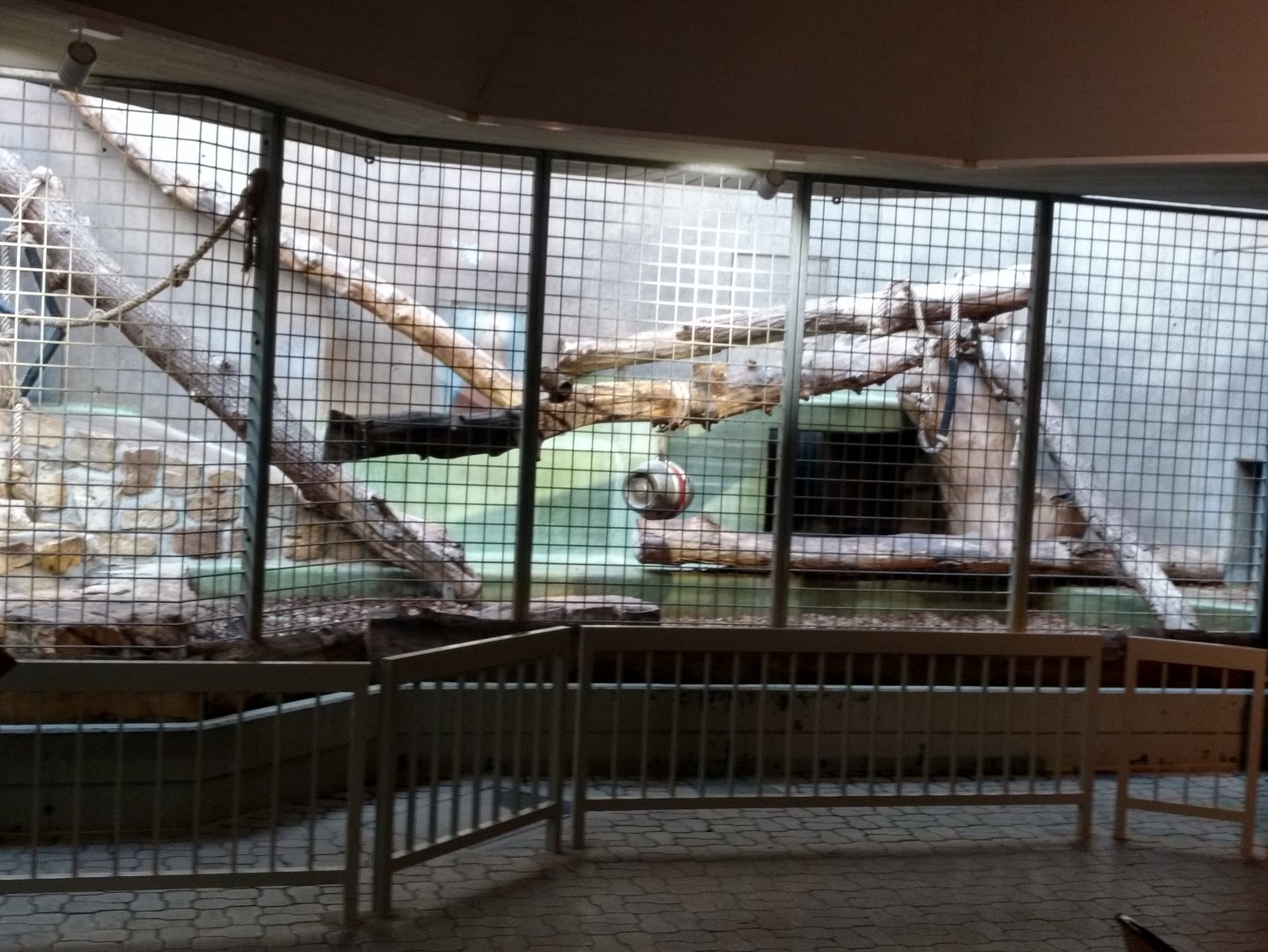 Indoor enclosure Syrian brown bear
