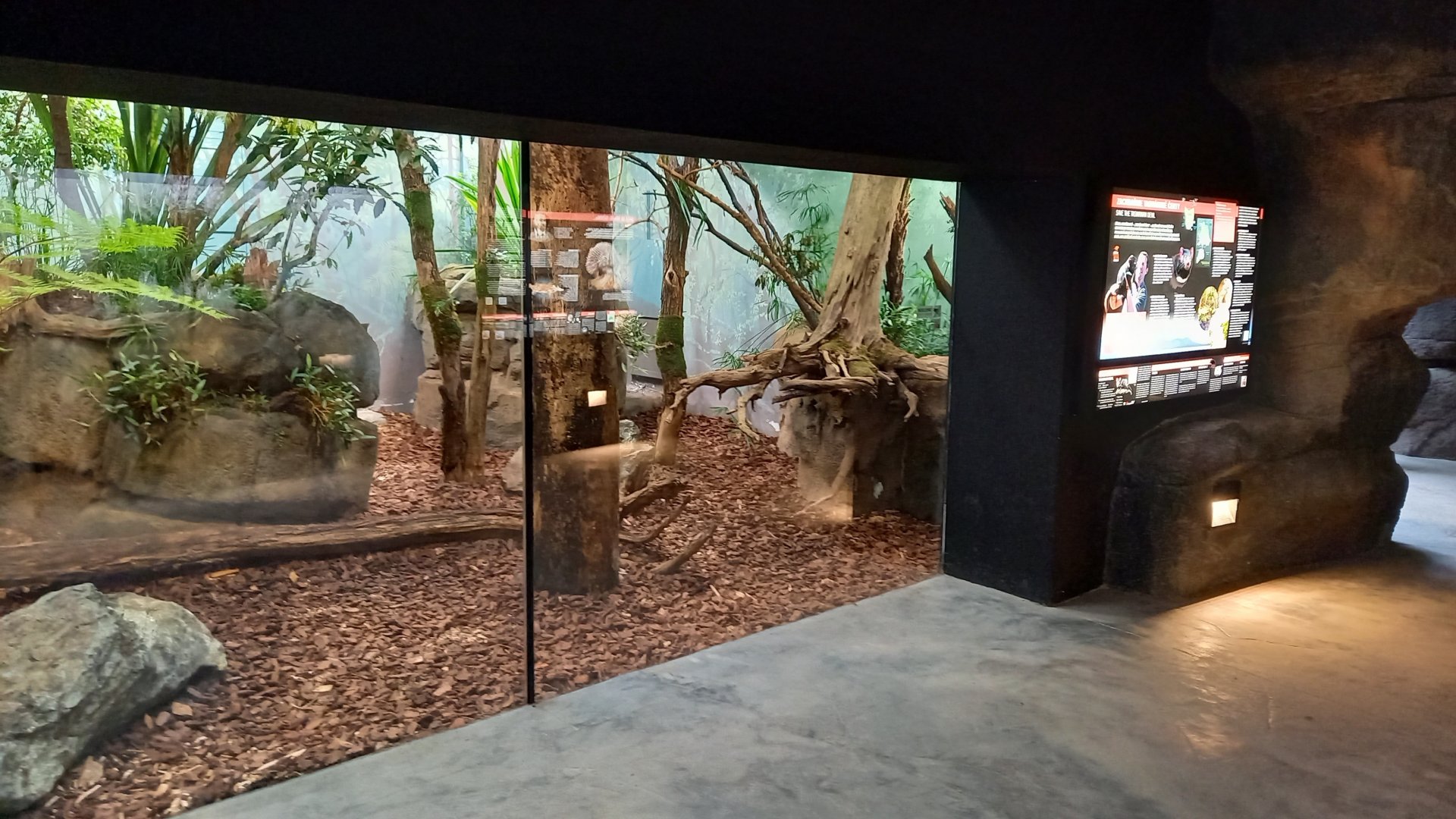 Indoor-enclosure Tasmanian devil