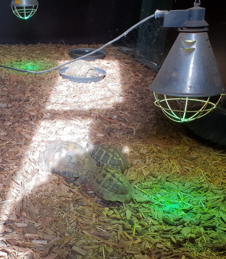 Indoor-enclosure Tortoise
