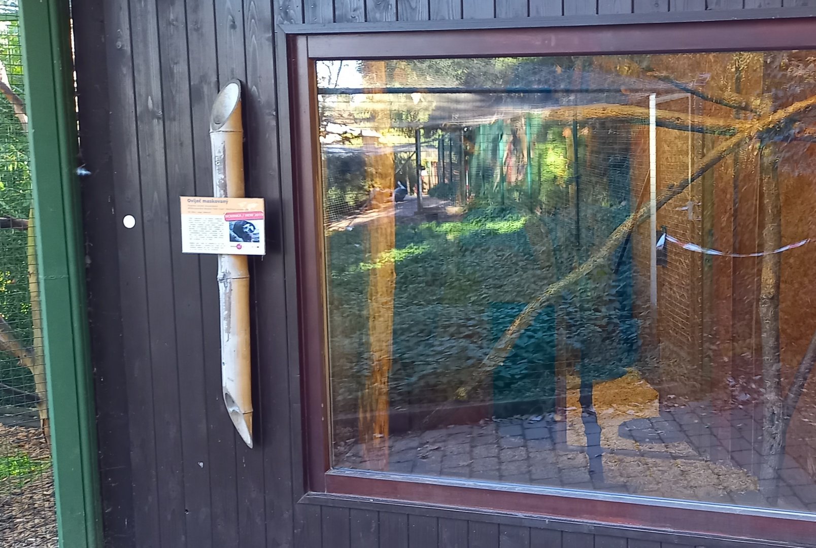 Indoor-enclosure White-bearded palm civet