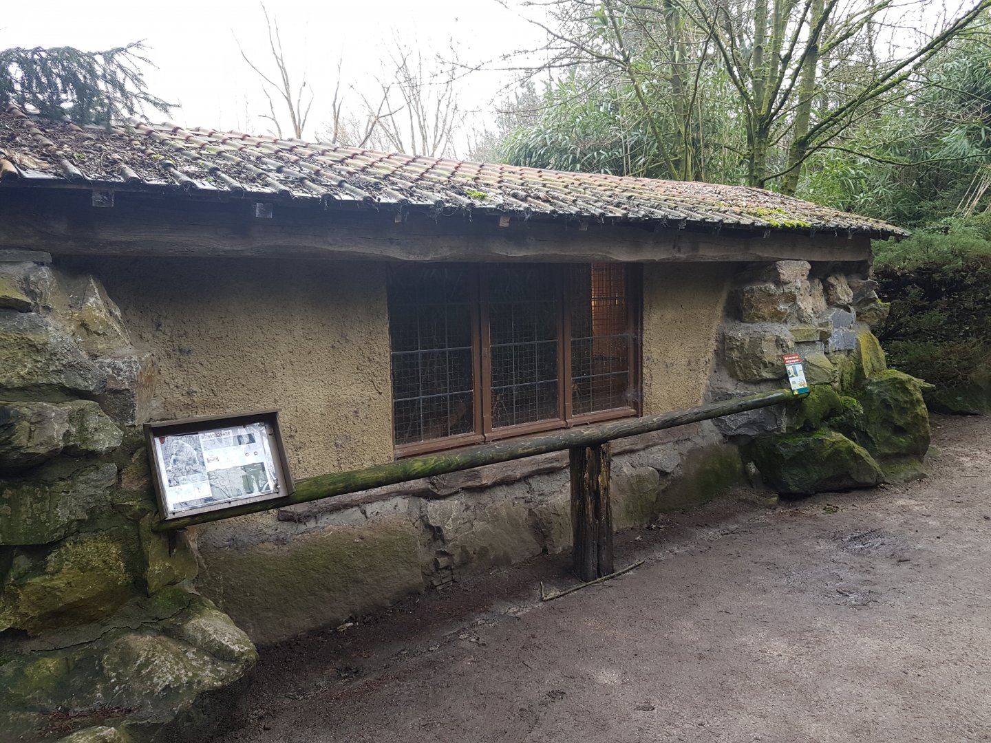 Indoor-enclosure White-handed gibbon