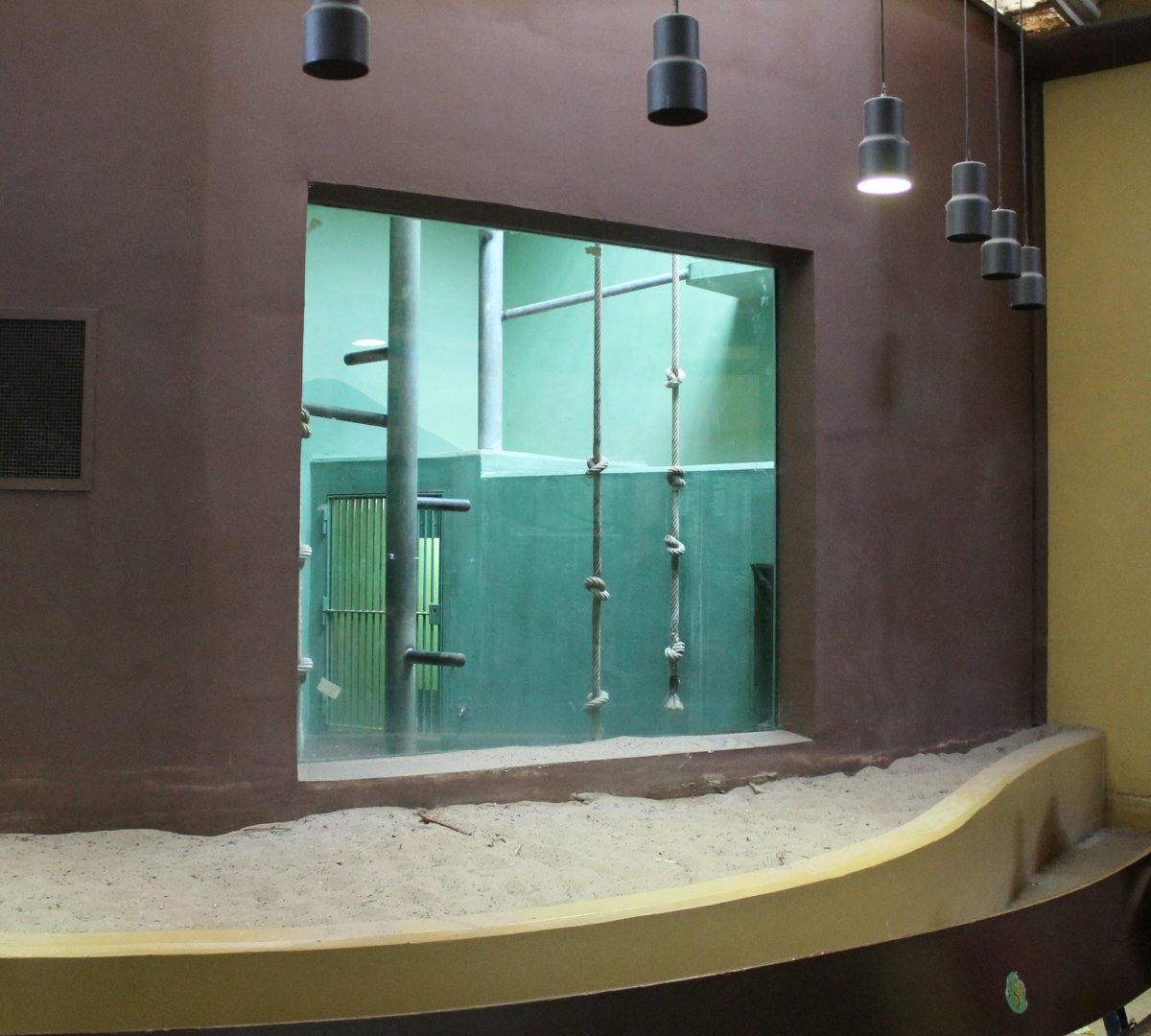 Indoor-enclosure White-naped mangabey