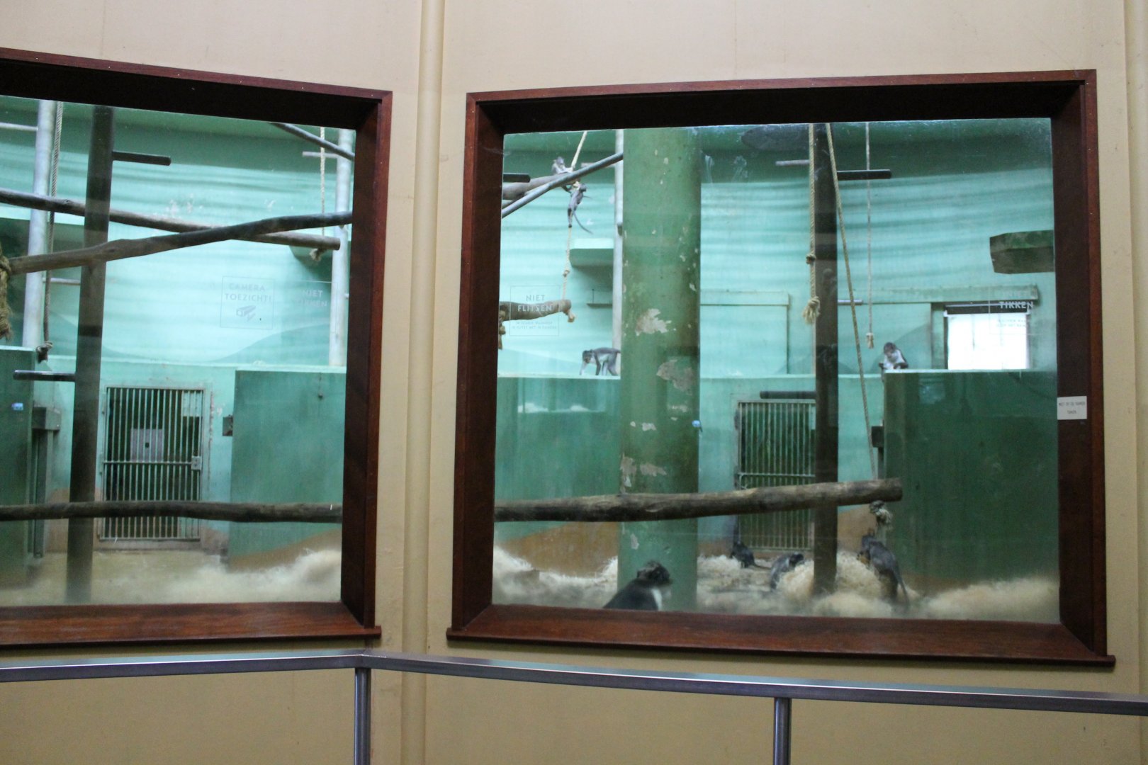 Indoor-enclosure White-naped mangabey