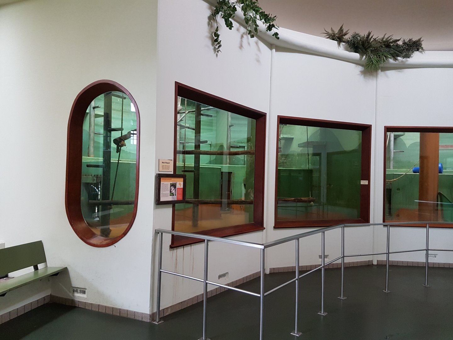 Indoor-enclosure White-naped mangabey