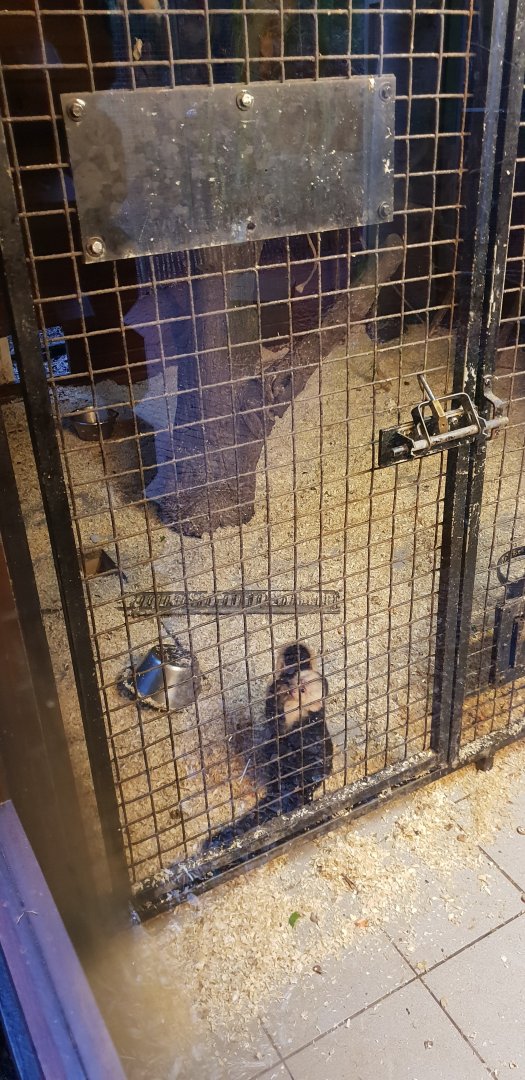 Indoor-enclosure White-shouldered capuchin