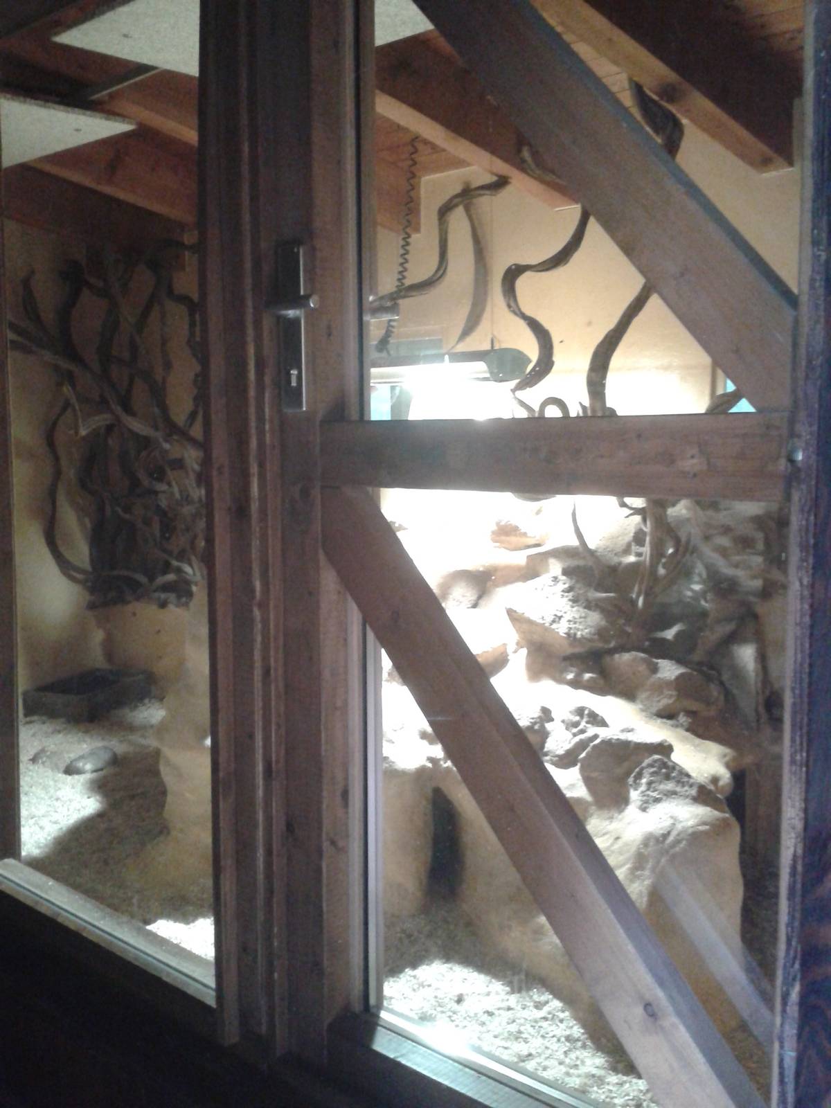 Indoor-enclosure Yellow mongooses