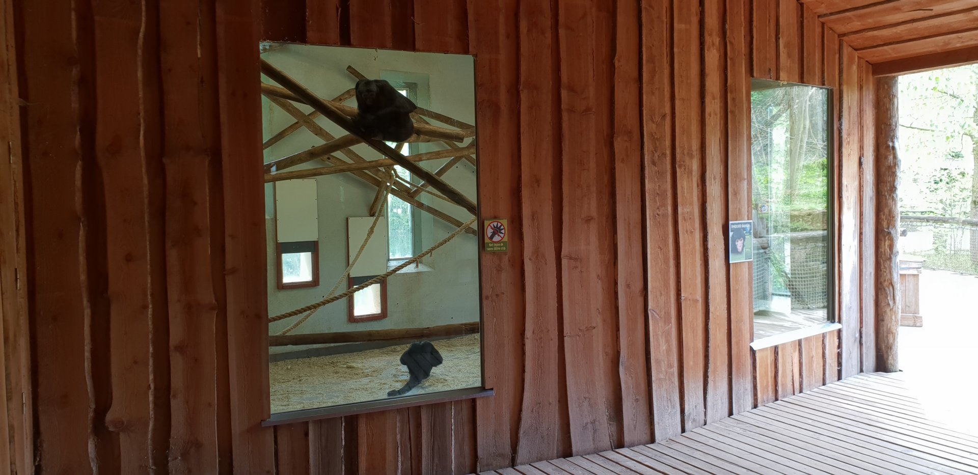 Indoor enclosures Spider monkey