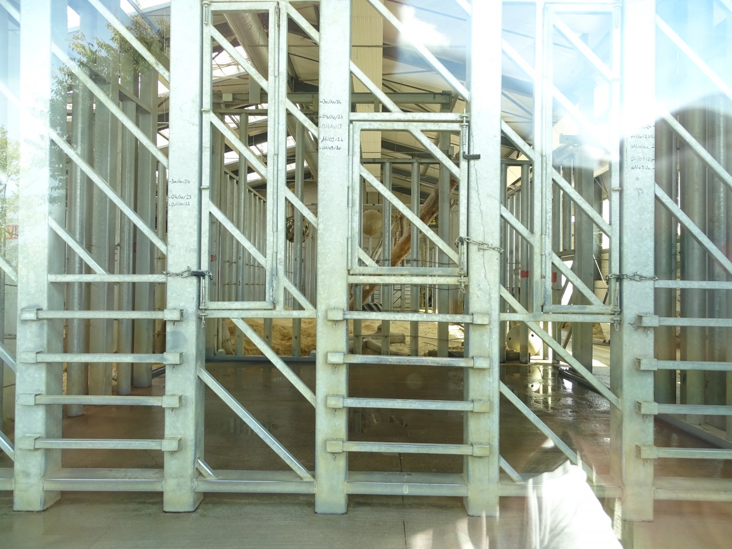 Indoor exhibit asian elephants