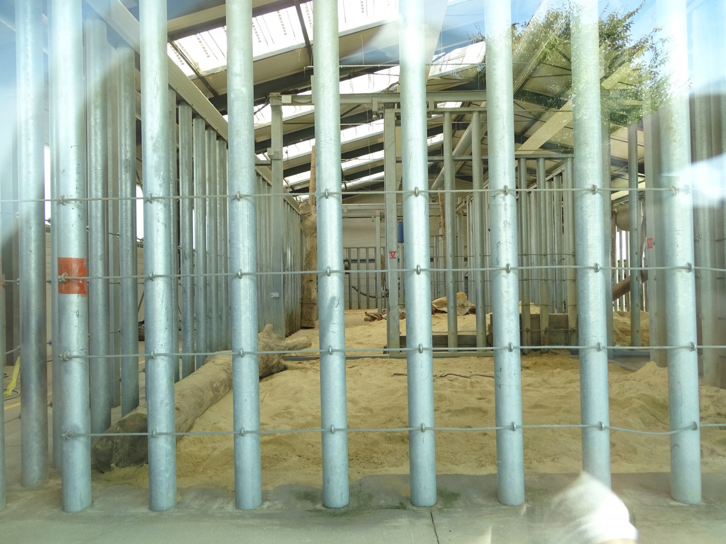 Indoor exhibit asian elephants