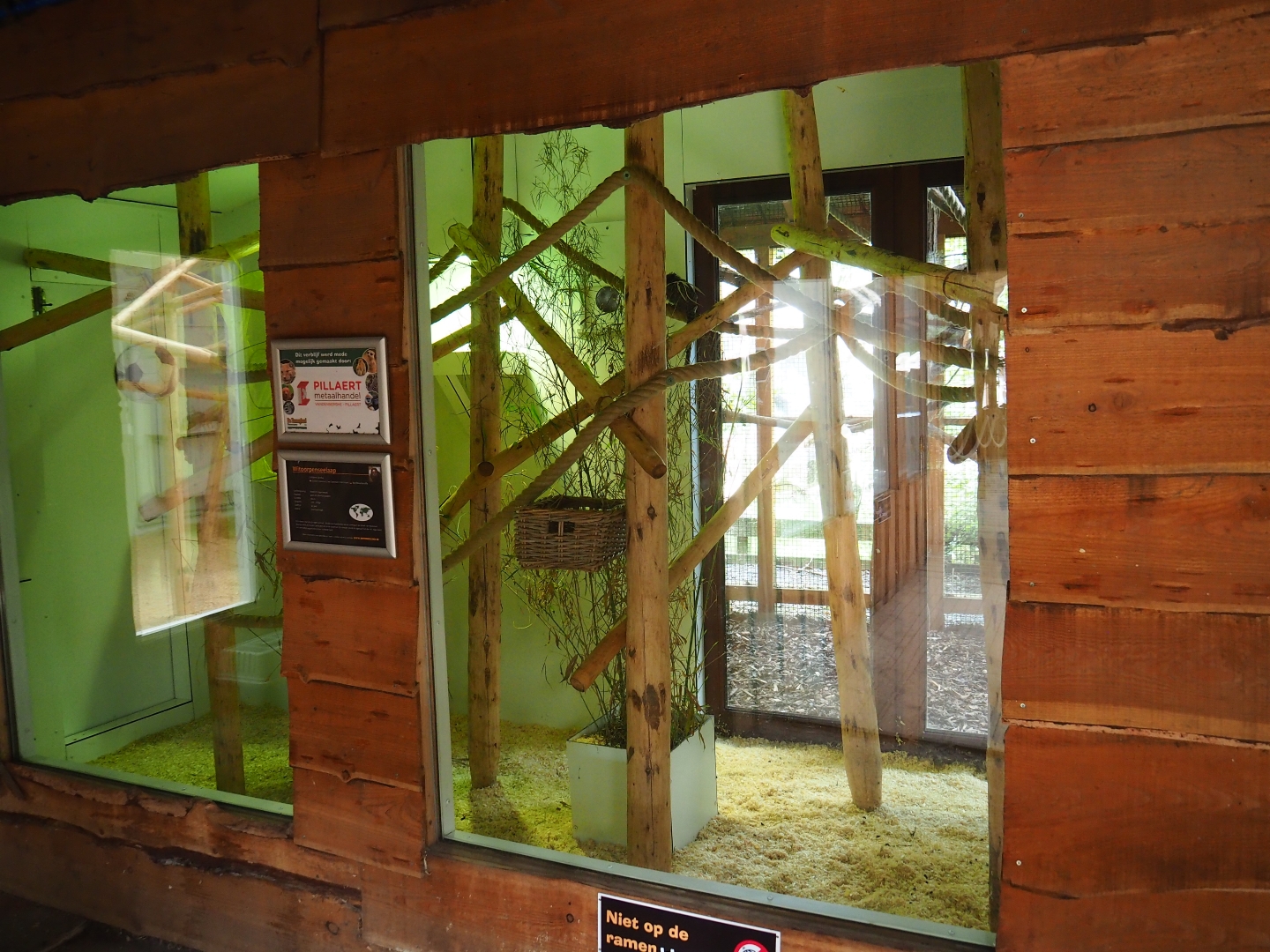 Indoor exhibit common marmoset