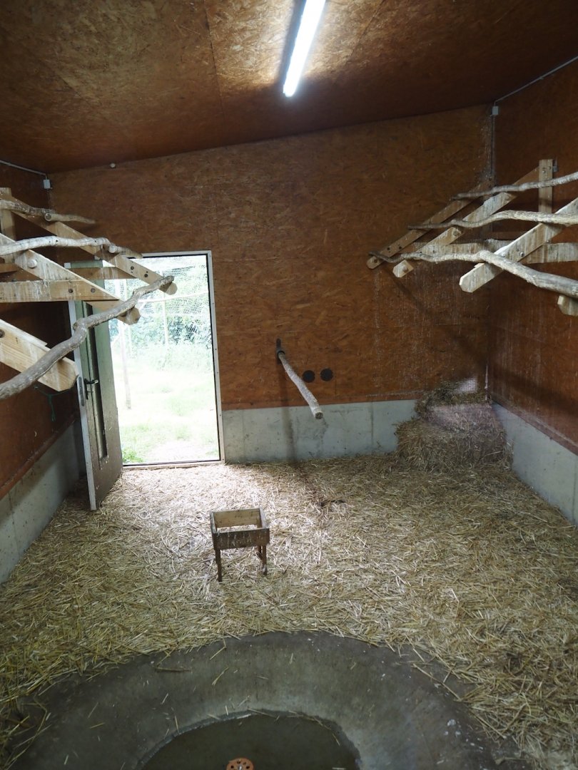 Indoor exhibit for Abdim's and Black storks, 2025-05-22