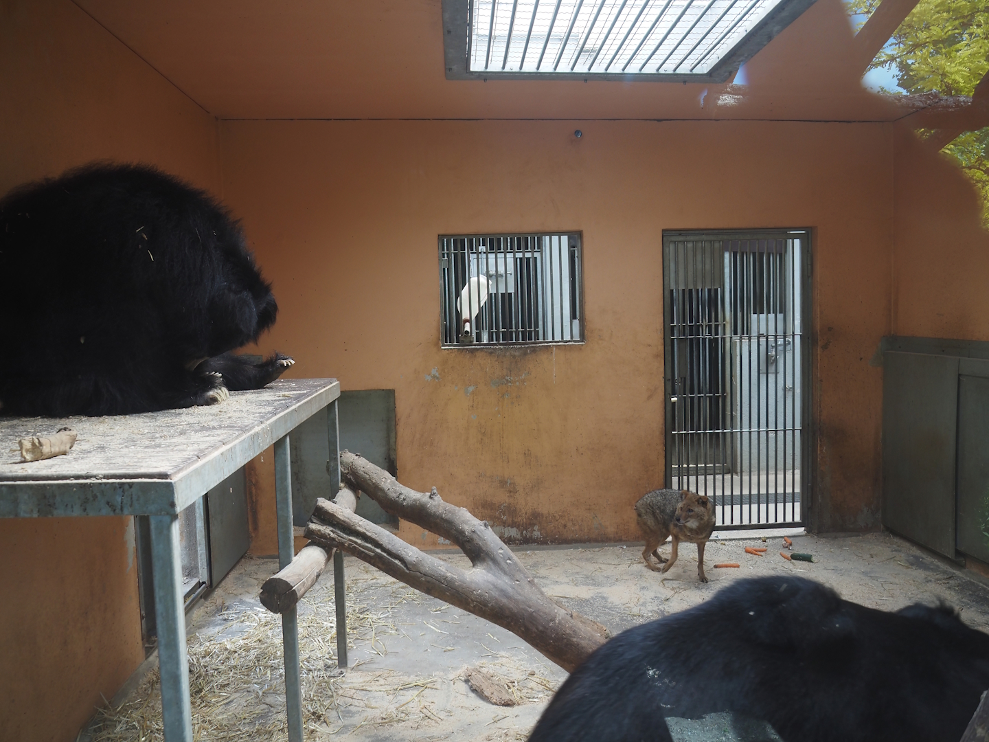 Indoor exhibit for Indian sloth bears, with bears and a European golden jackal, 2025-05-22