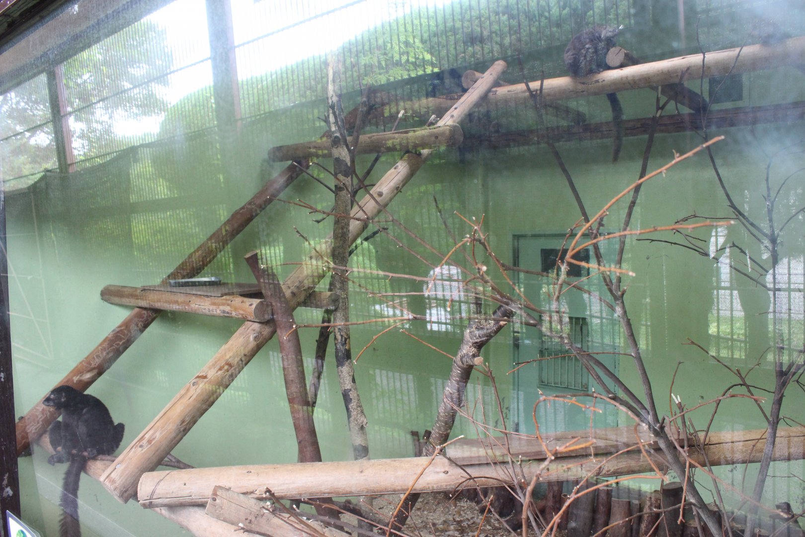 Indoor exhibit for lemurs