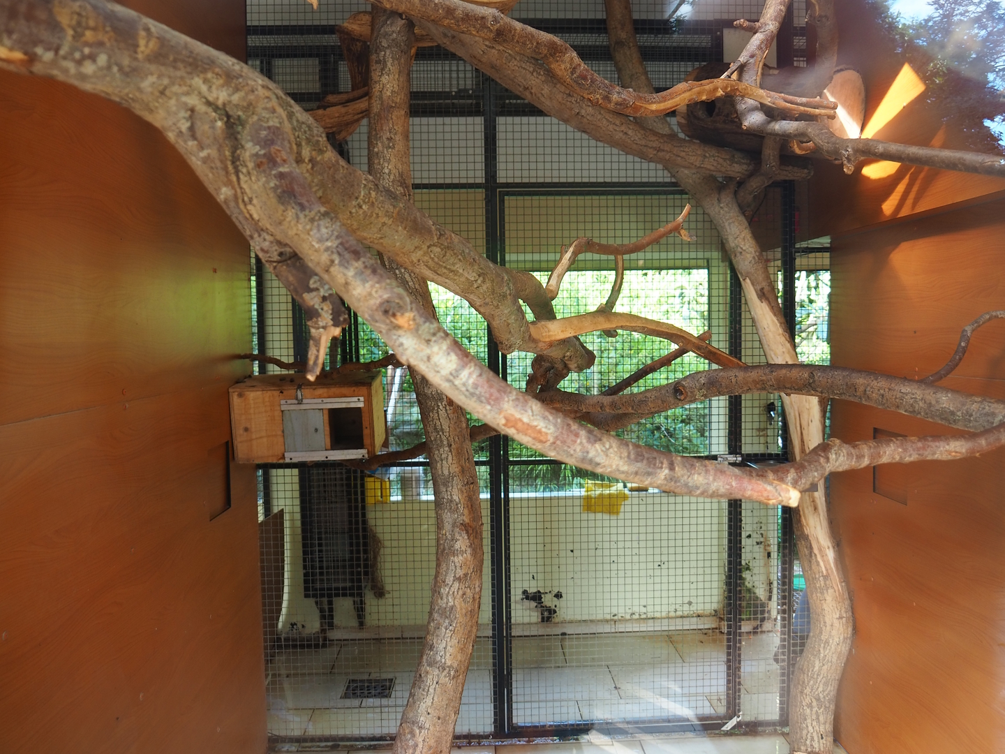 Indoor exhibit for Nuboso exhibit monkeys, 2022-08-28