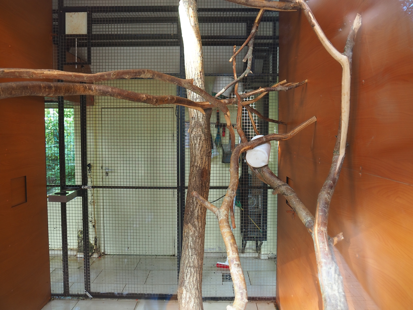 Indoor exhibit for Nuboso exhibit monkeys, 2022-08-28