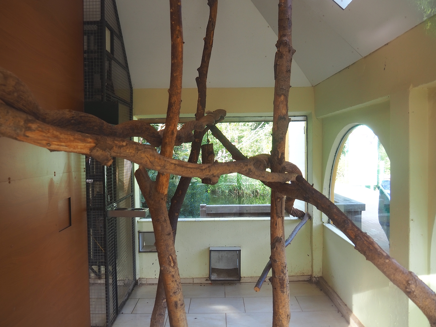 Indoor exhibit for Nuboso exhibit monkeys, 2022-08-28