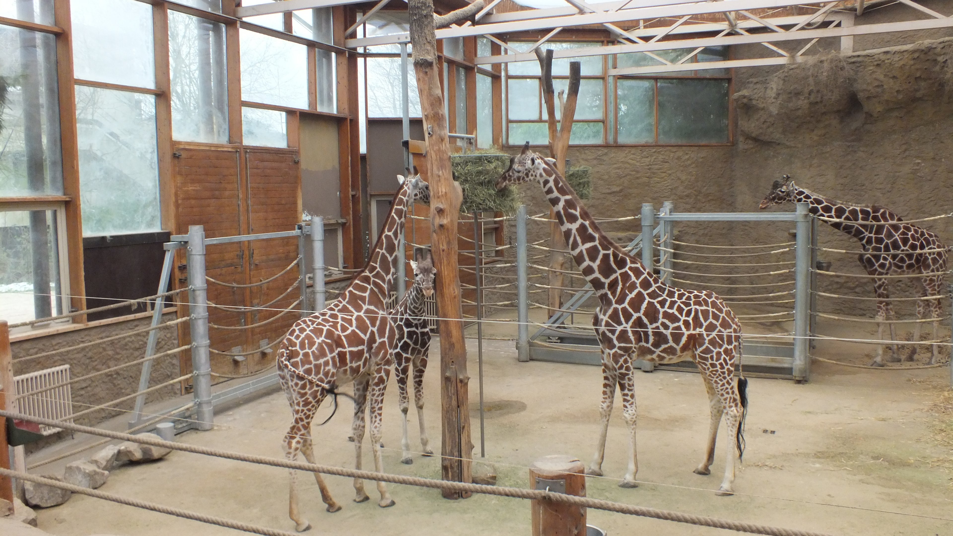 Indoor exhibit for Reticulated Giraffe