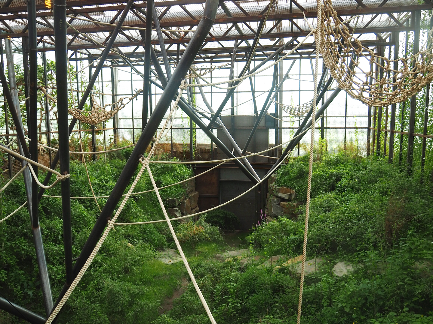 Indoor exhibit for two older female and a young male Sumatran orangutan, 2022-07-16