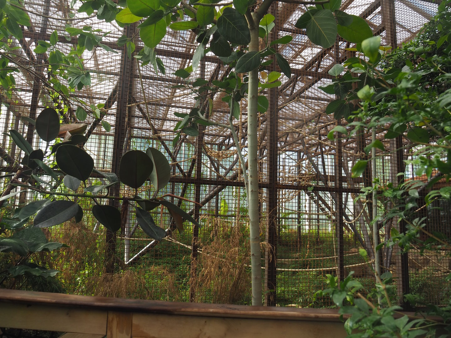 Indoor exhibit for two older female and a young male Sumatran orangutan, 2022-08-07