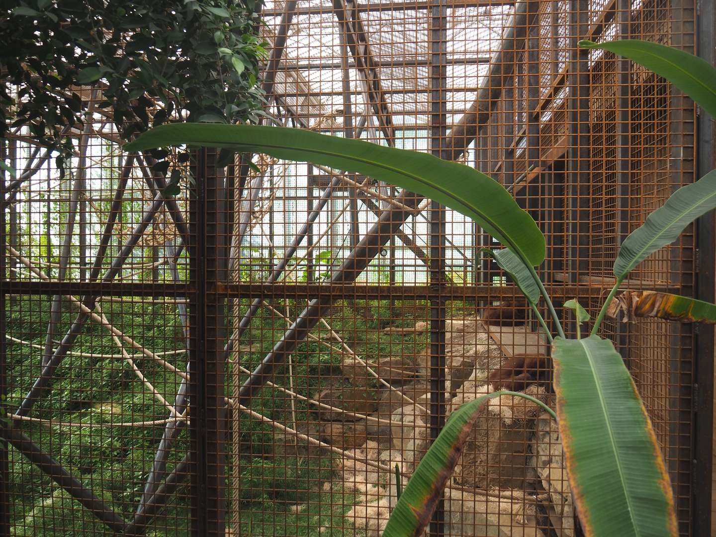Indoor exhibit for two older female and a young male Sumatran orangutan, 2022-08-07