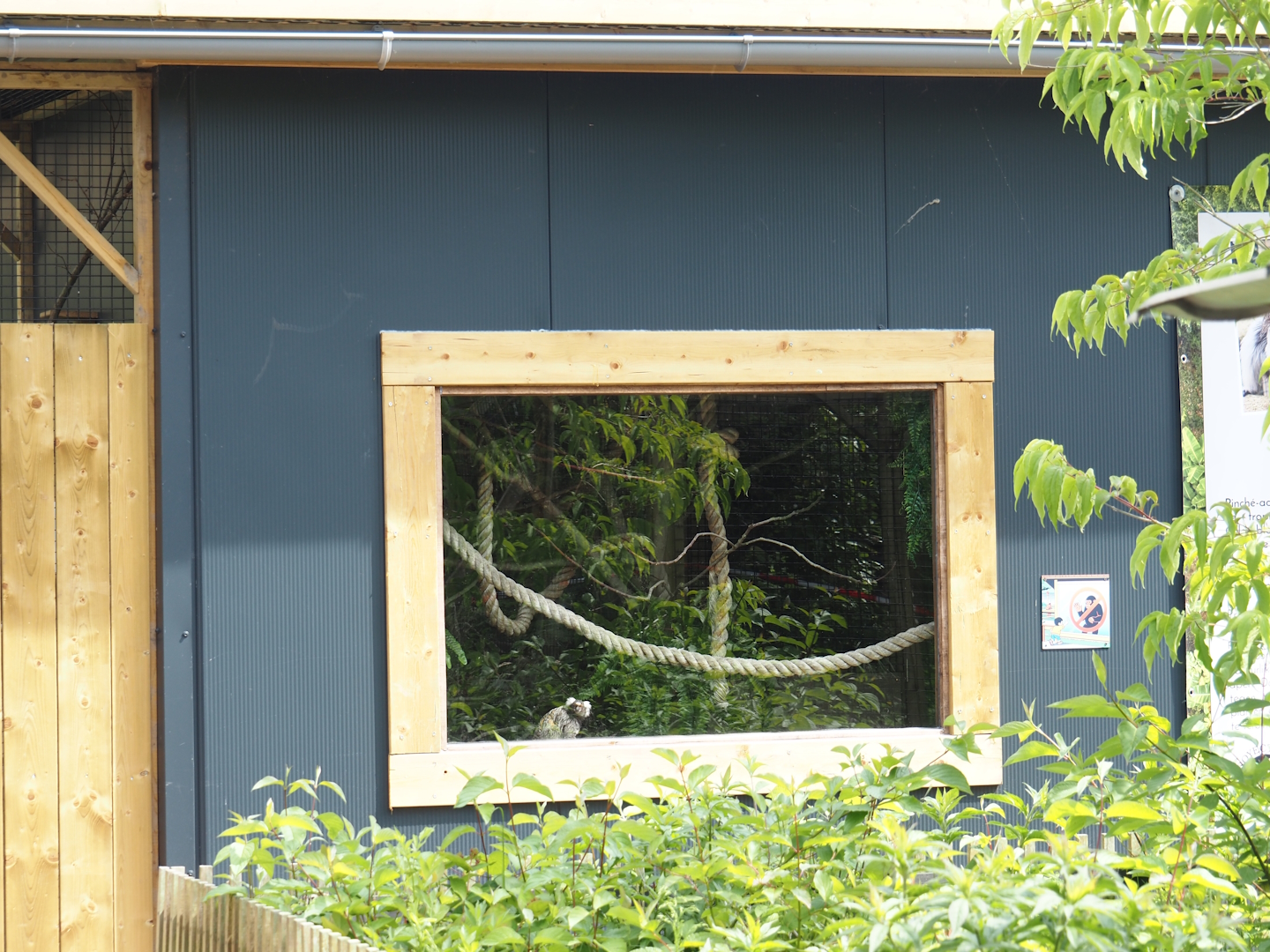 Indoor exhibit for White tufted-ear marmosets, 2024-05-11