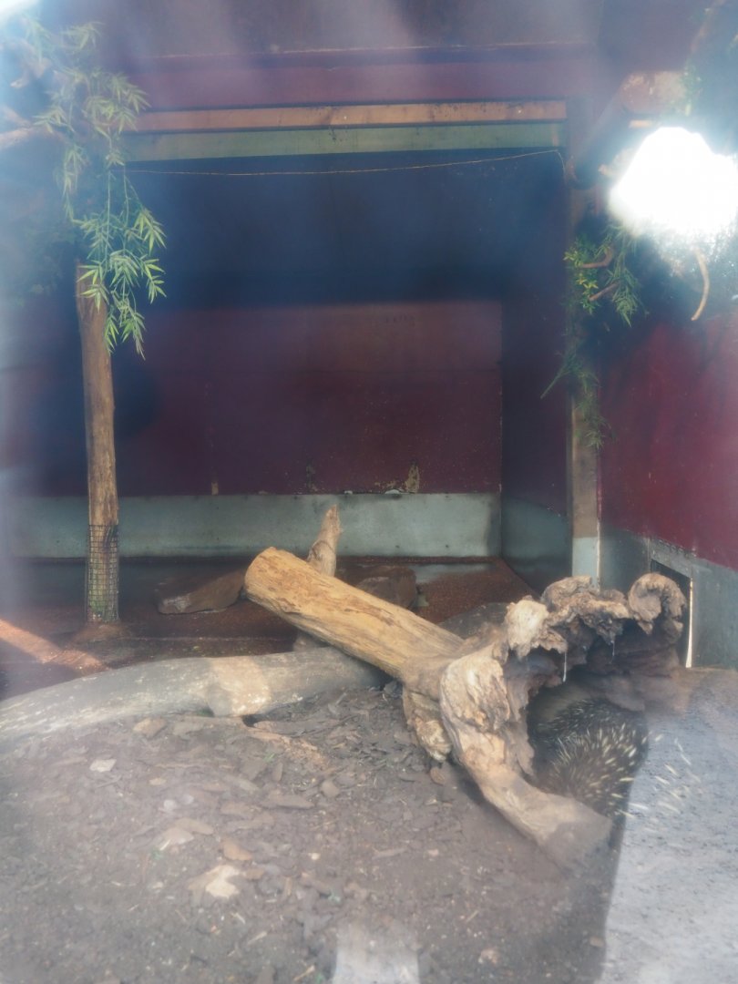 Indoor exhibit South-east Australian short-beaked echidnas, 2020-09-16