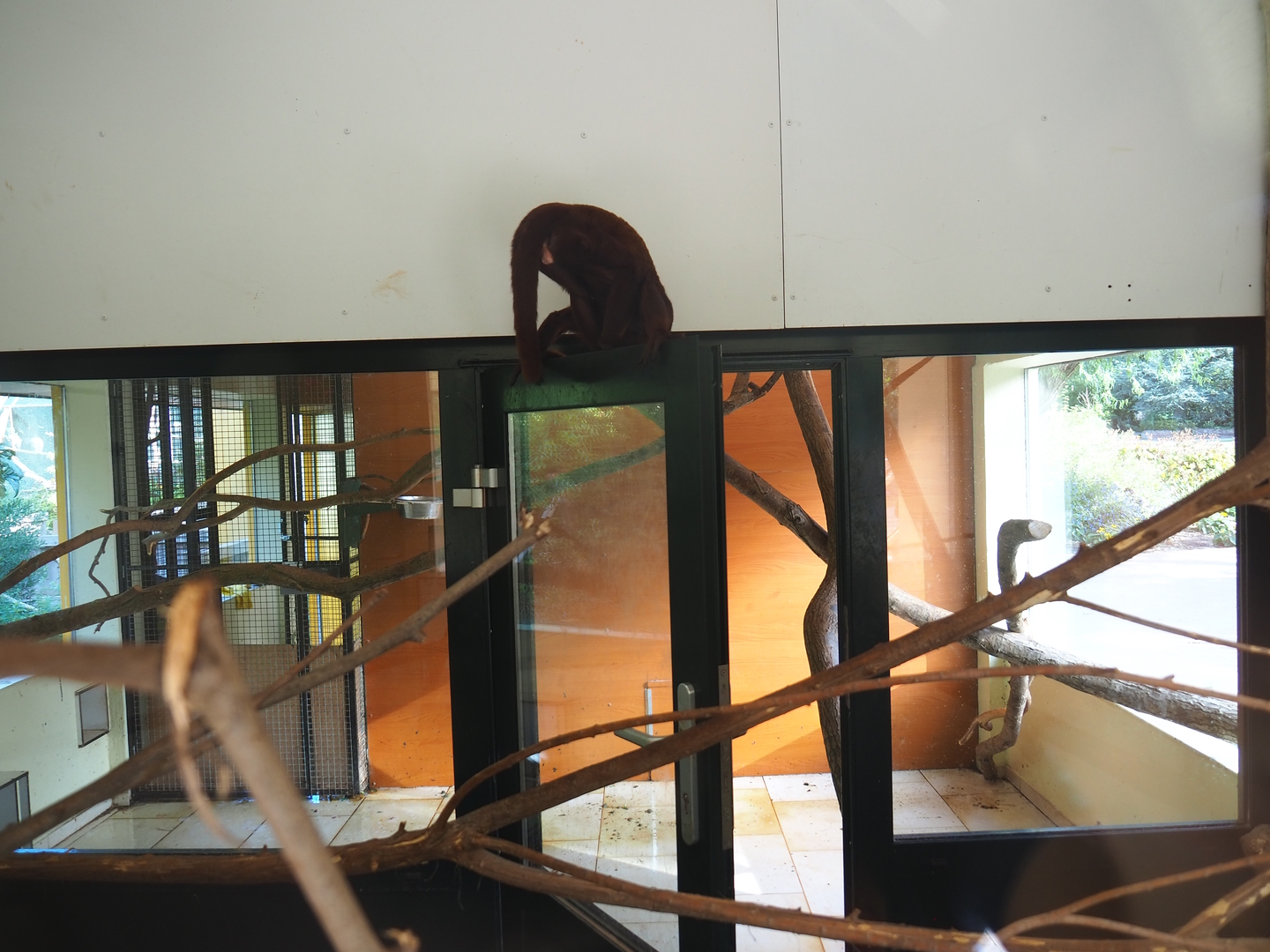 Indoor exhibits for Nuboso exhibit monkeys, 2022-08-28