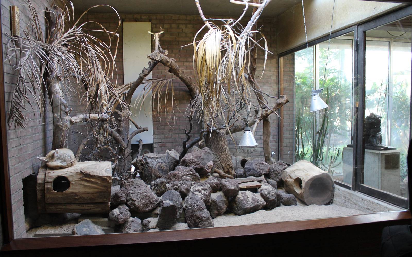 Indoor Fennec enclosure