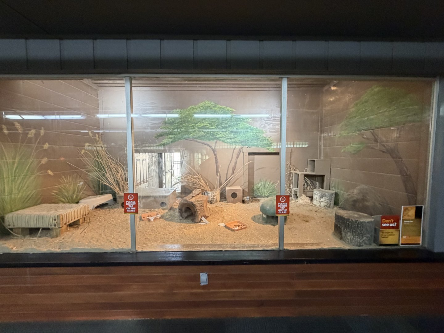 indoor fennec fox exhibit