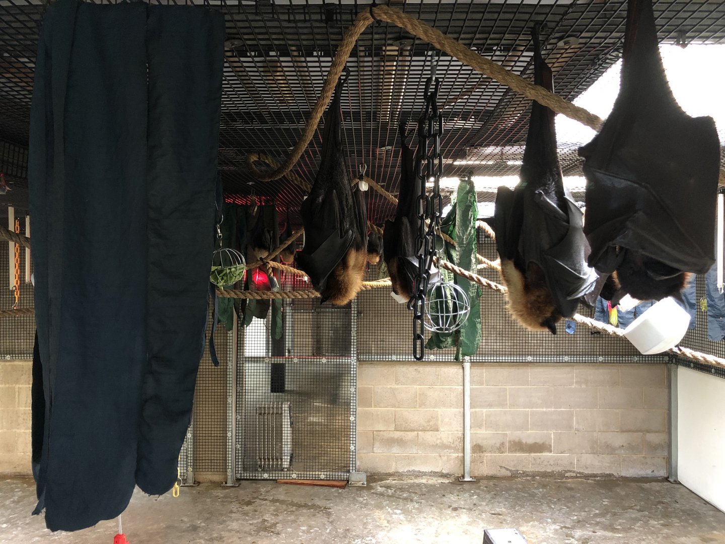 Indoor fruit bat exhibit