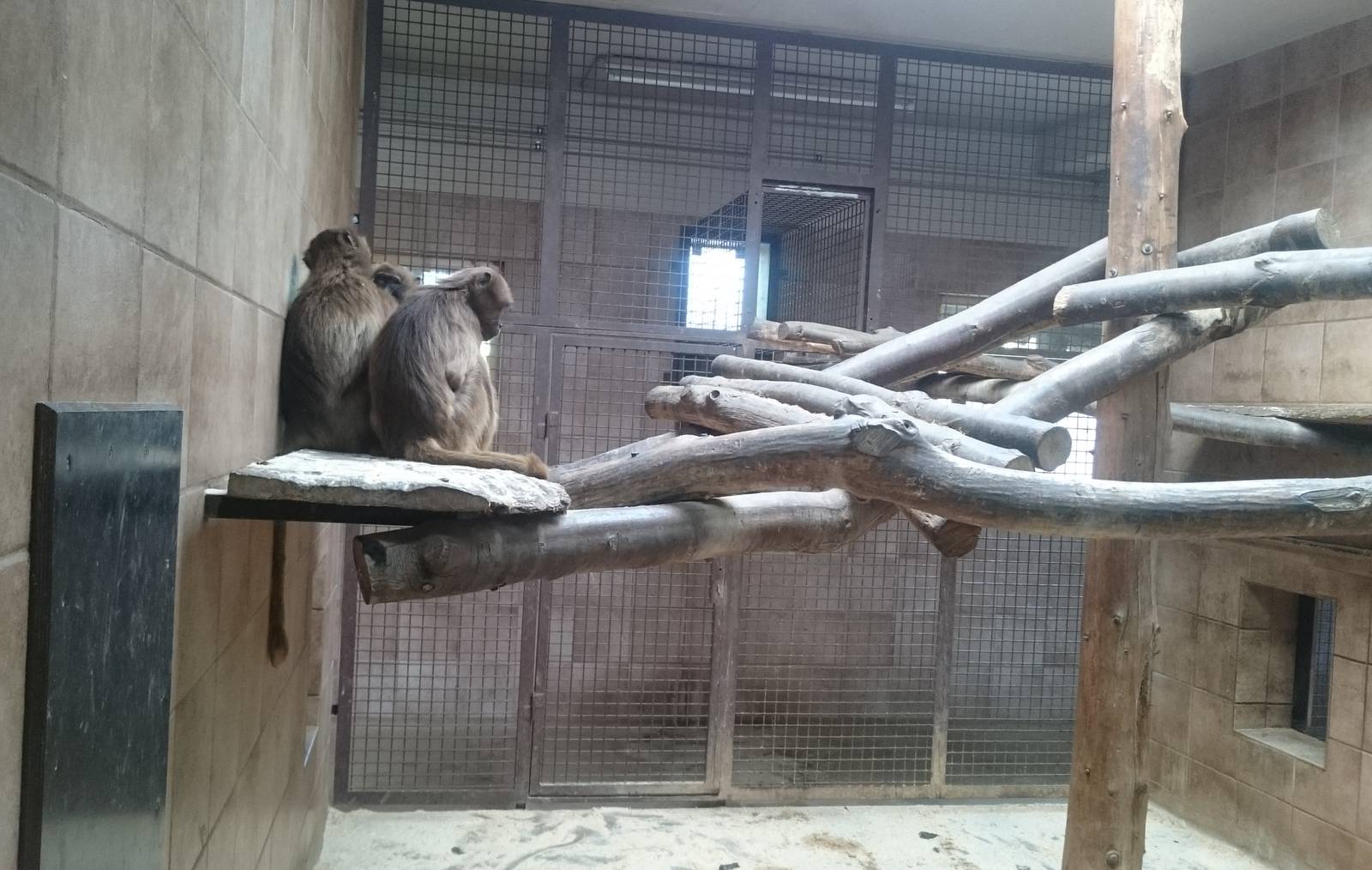 Indoor Gelada enclosure