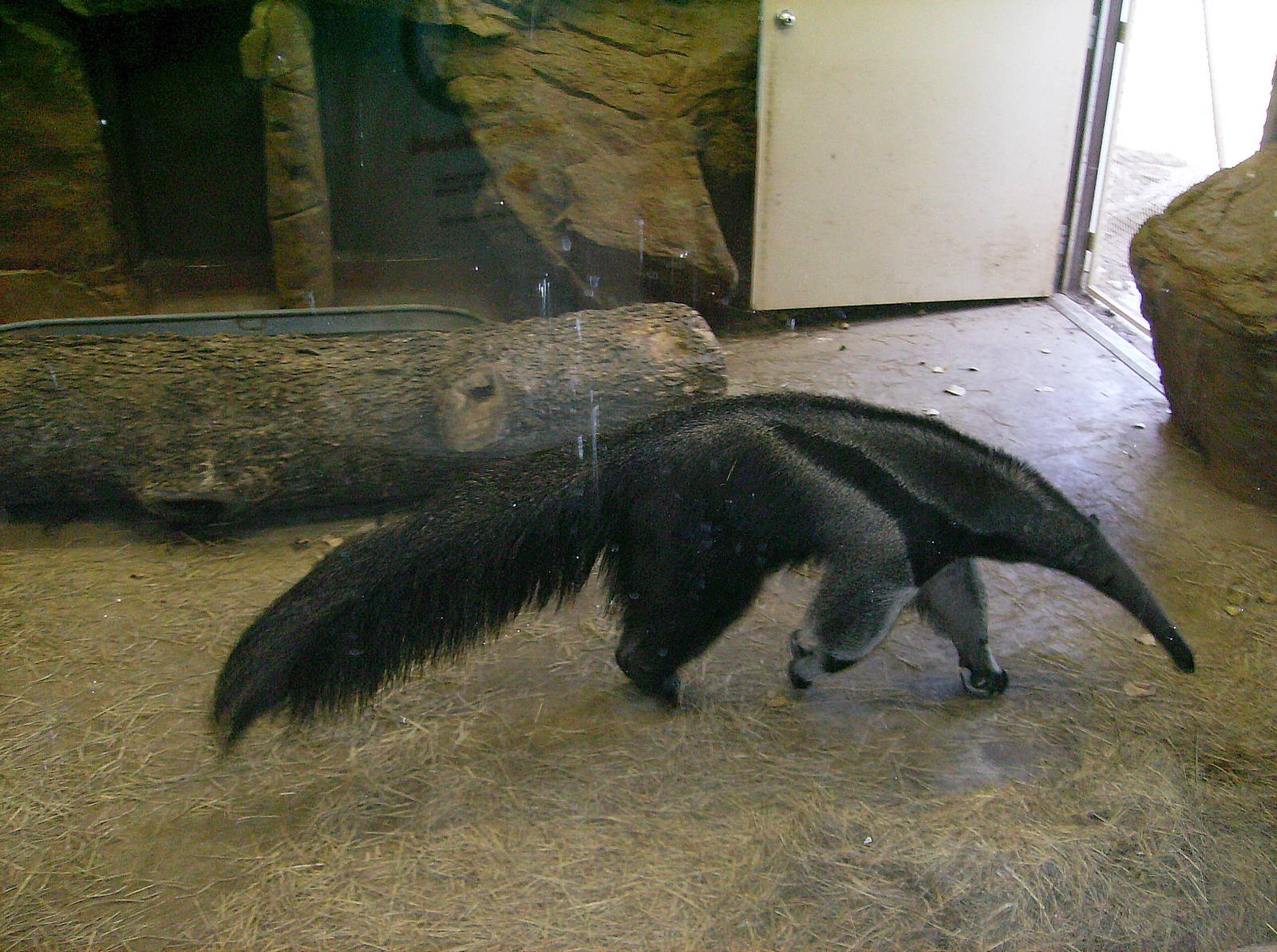 Indoor Giant Anteater viewing