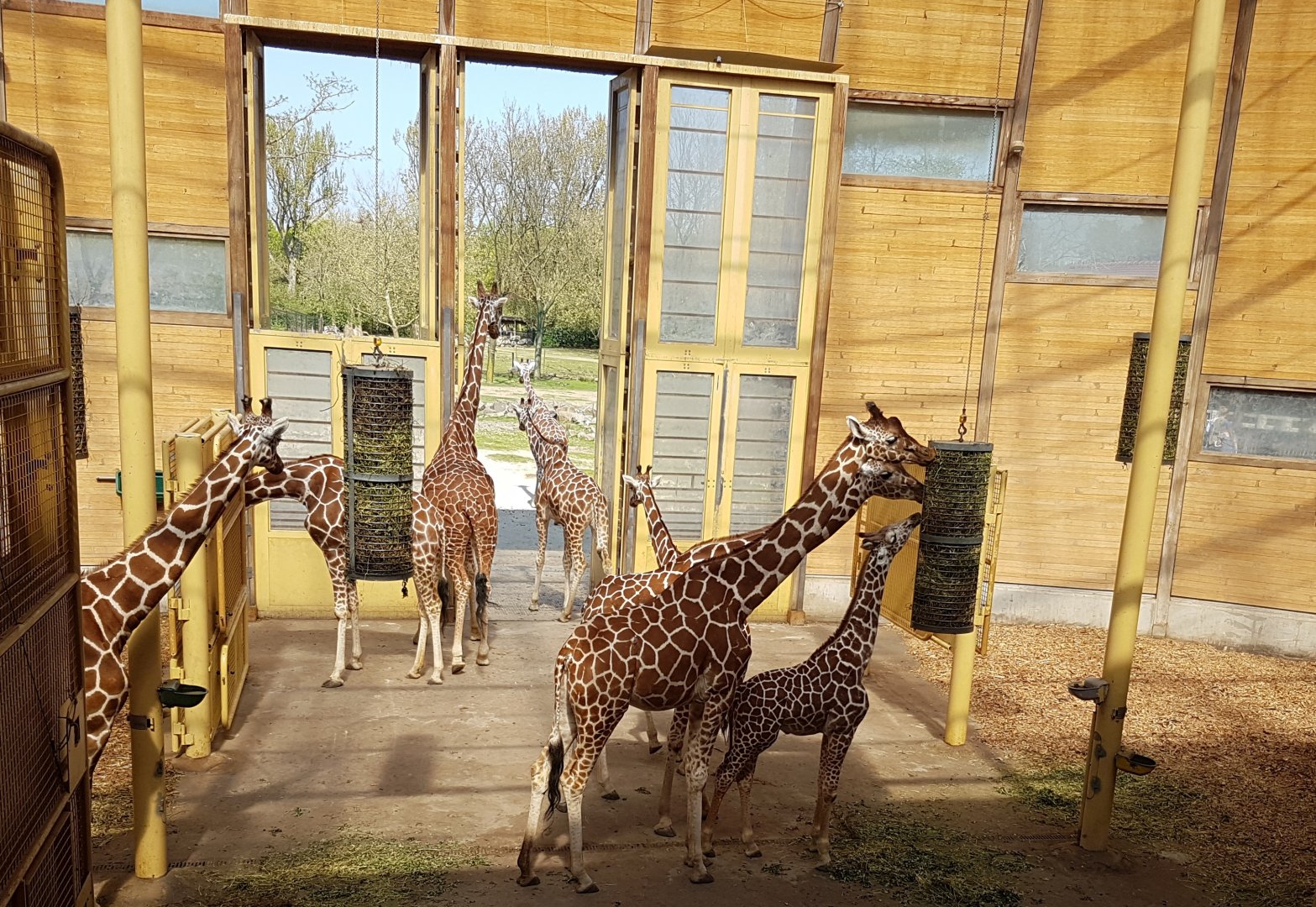 Indoor Giraffe-enclosure